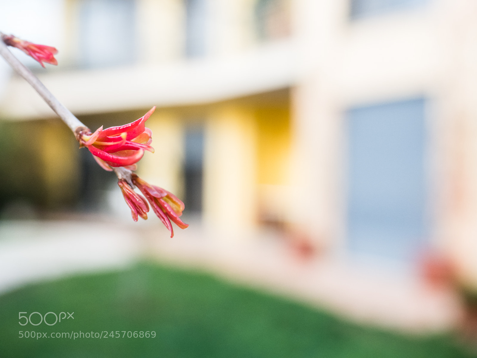 Olympus OM-D E-M1 Mark II sample photo. Wake up photography