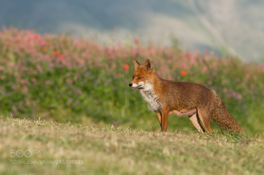 Pentax K-5 II sample photo. Fox photography