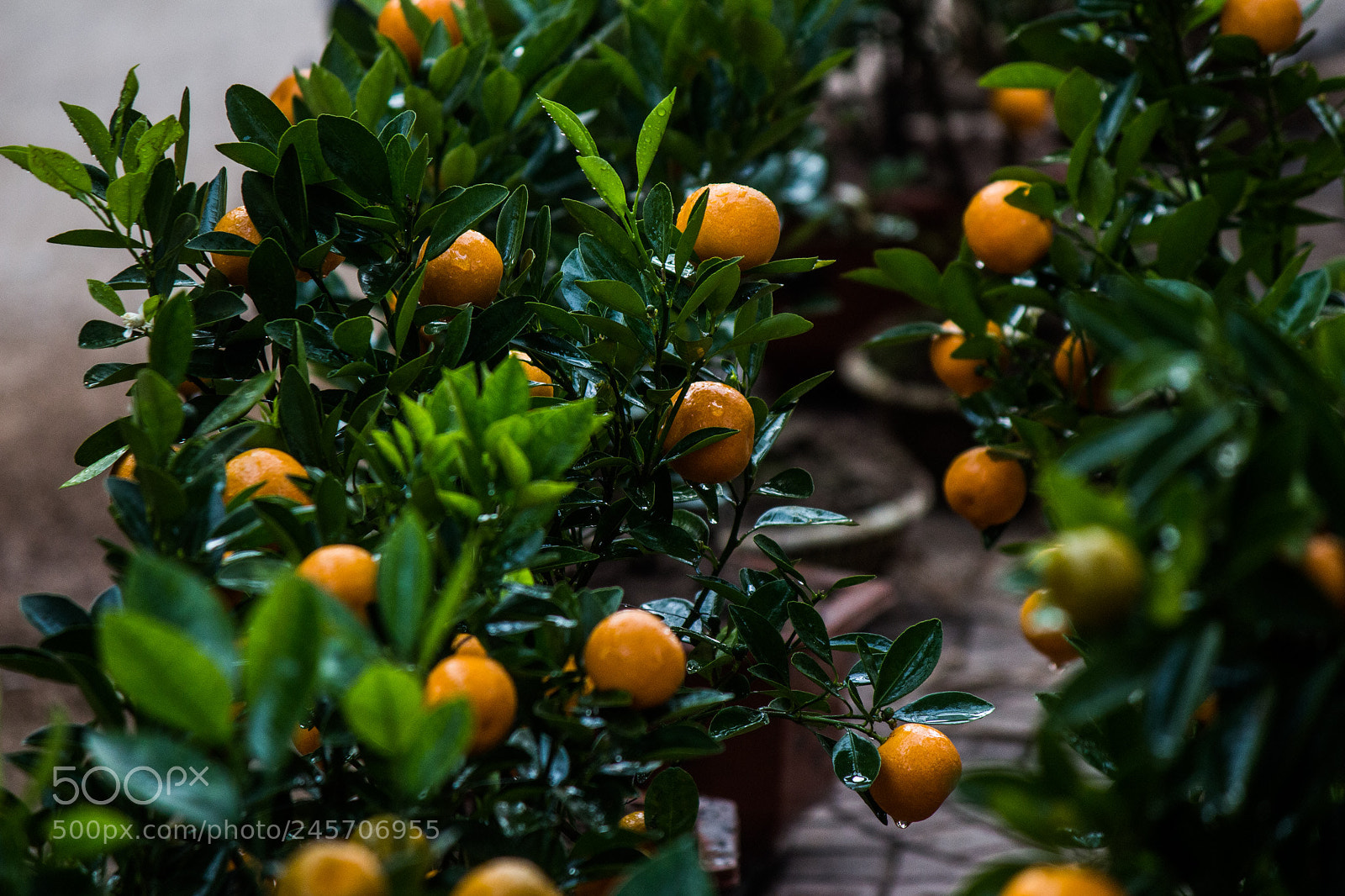 Canon EOS 700D (EOS Rebel T5i / EOS Kiss X7i) sample photo. C y qu t photography