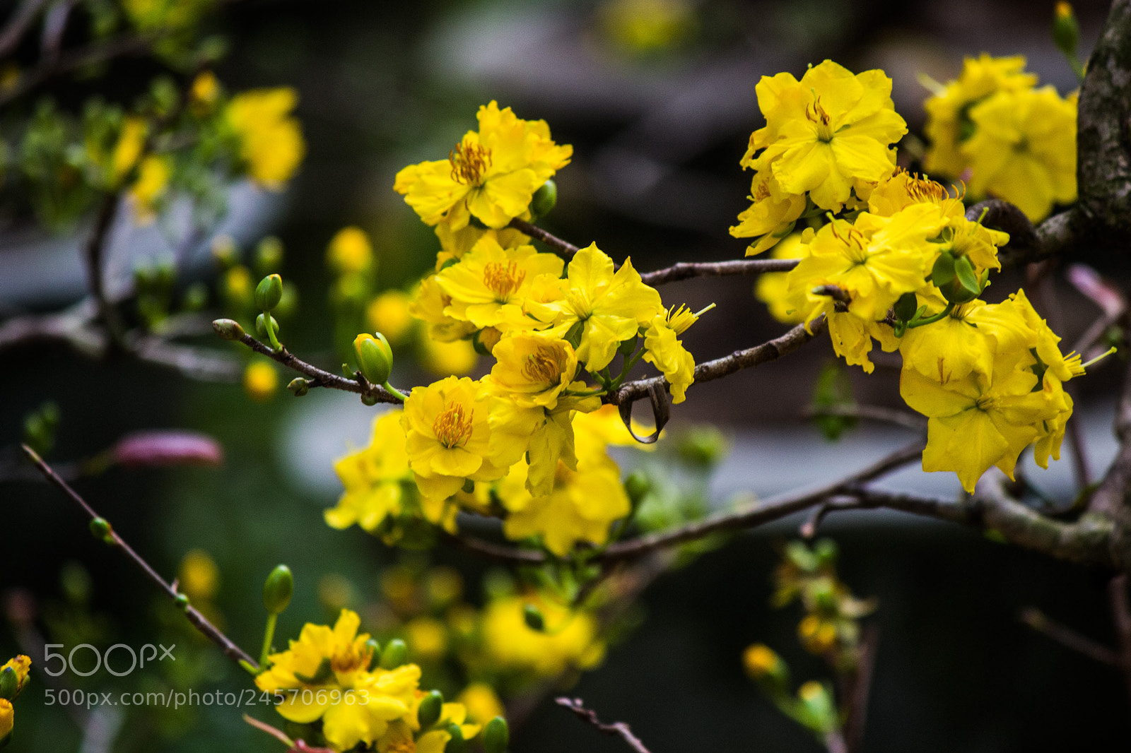 Canon EOS 700D (EOS Rebel T5i / EOS Kiss X7i) sample photo. Hoa mai photography