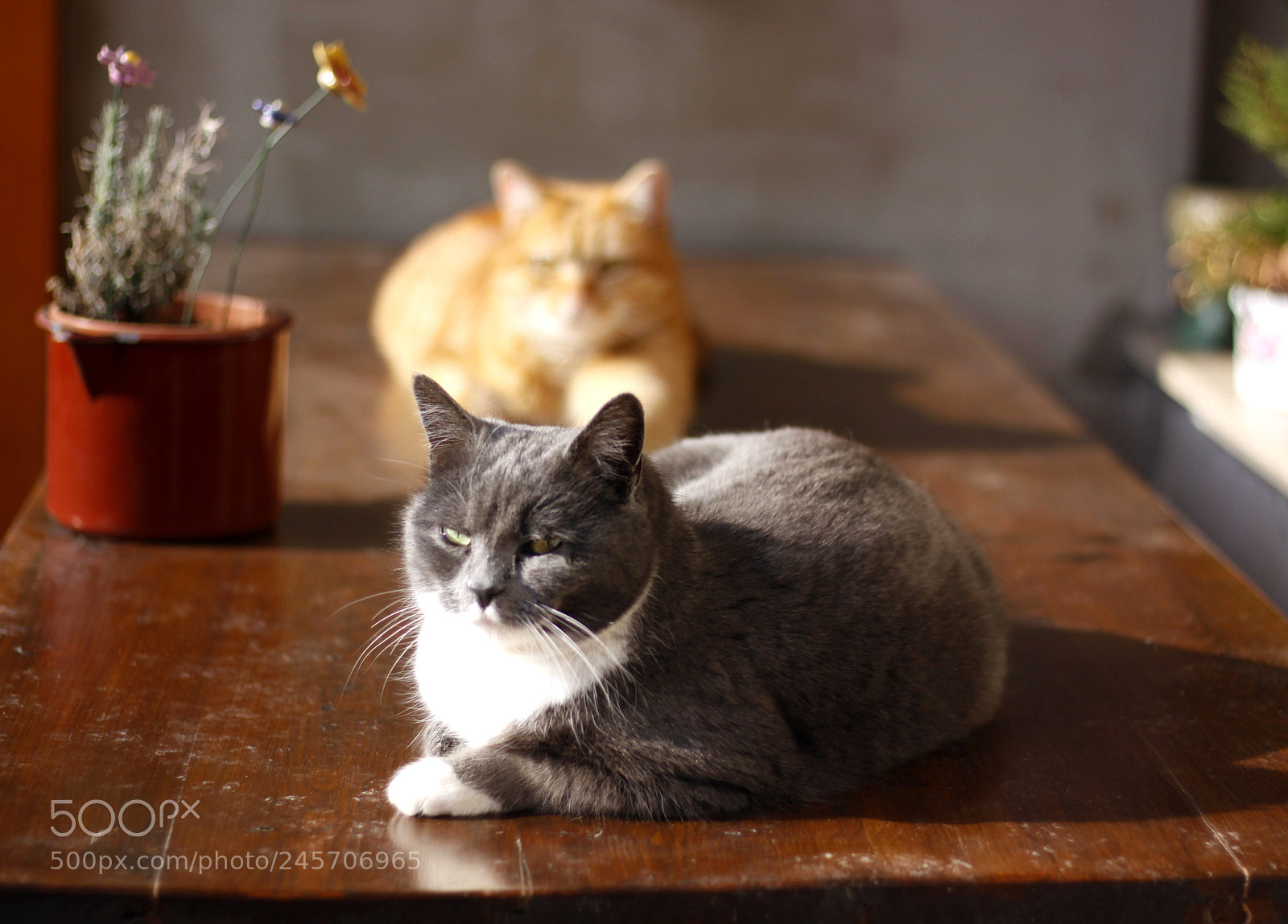 Canon EOS 50D sample photo. Calmness photography