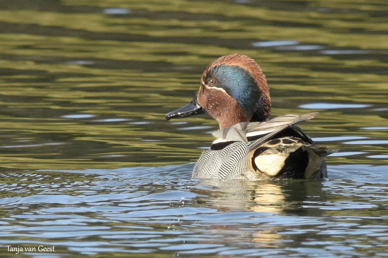 Nikon D5500 + Sigma 150-600mm F5-6.3 DG OS HSM | C sample photo. Eurasian teal photography