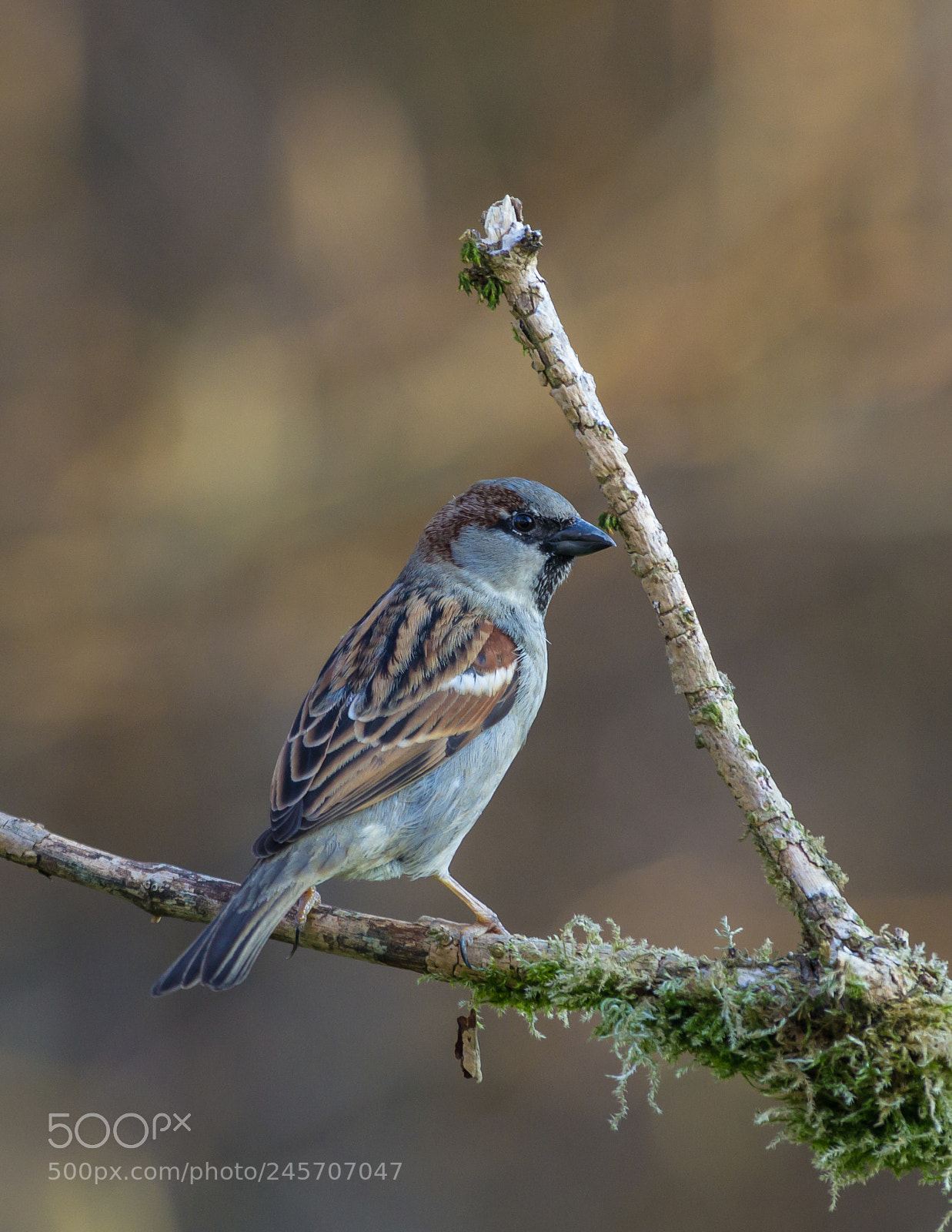 Pentax K-5 sample photo. House sparrow photography