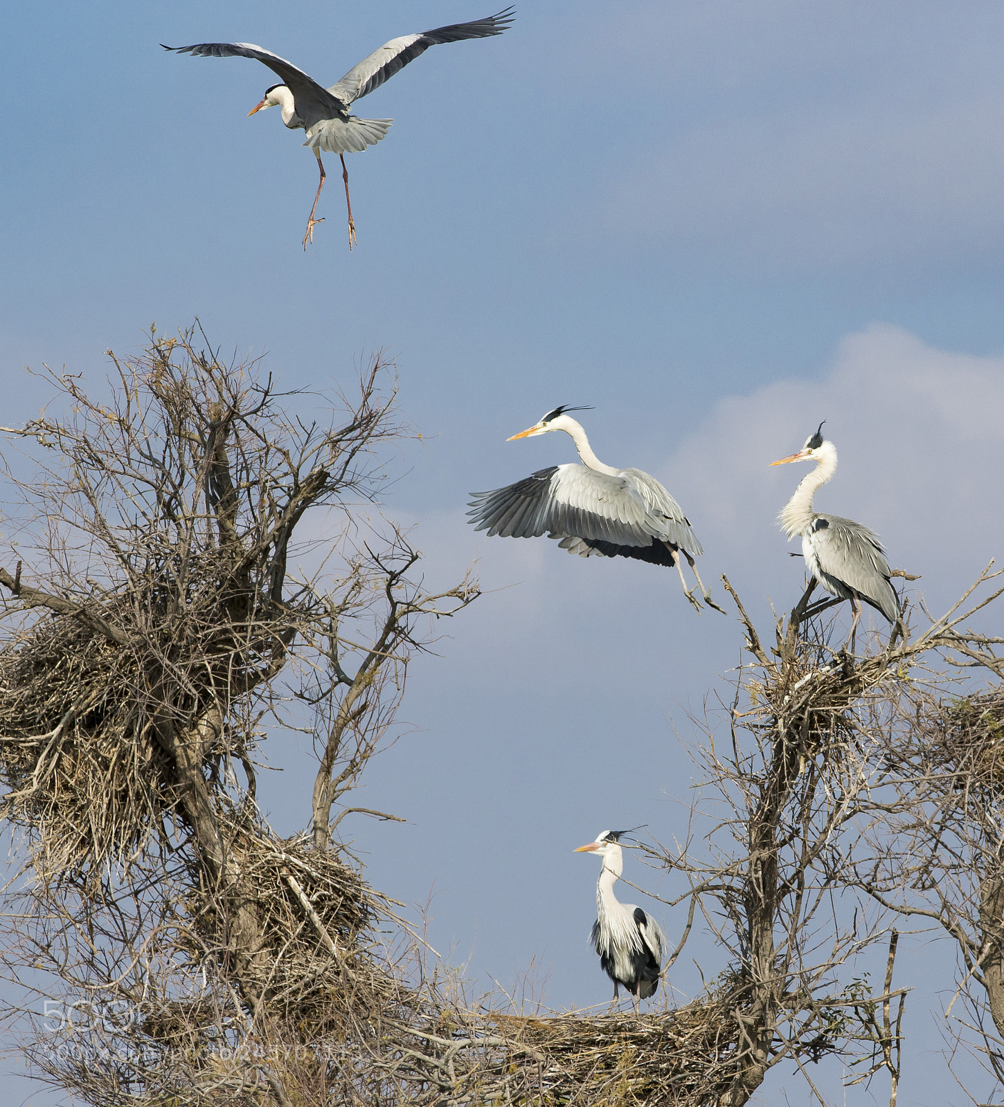 Canon EOS 7D Mark II sample photo. Heron photography