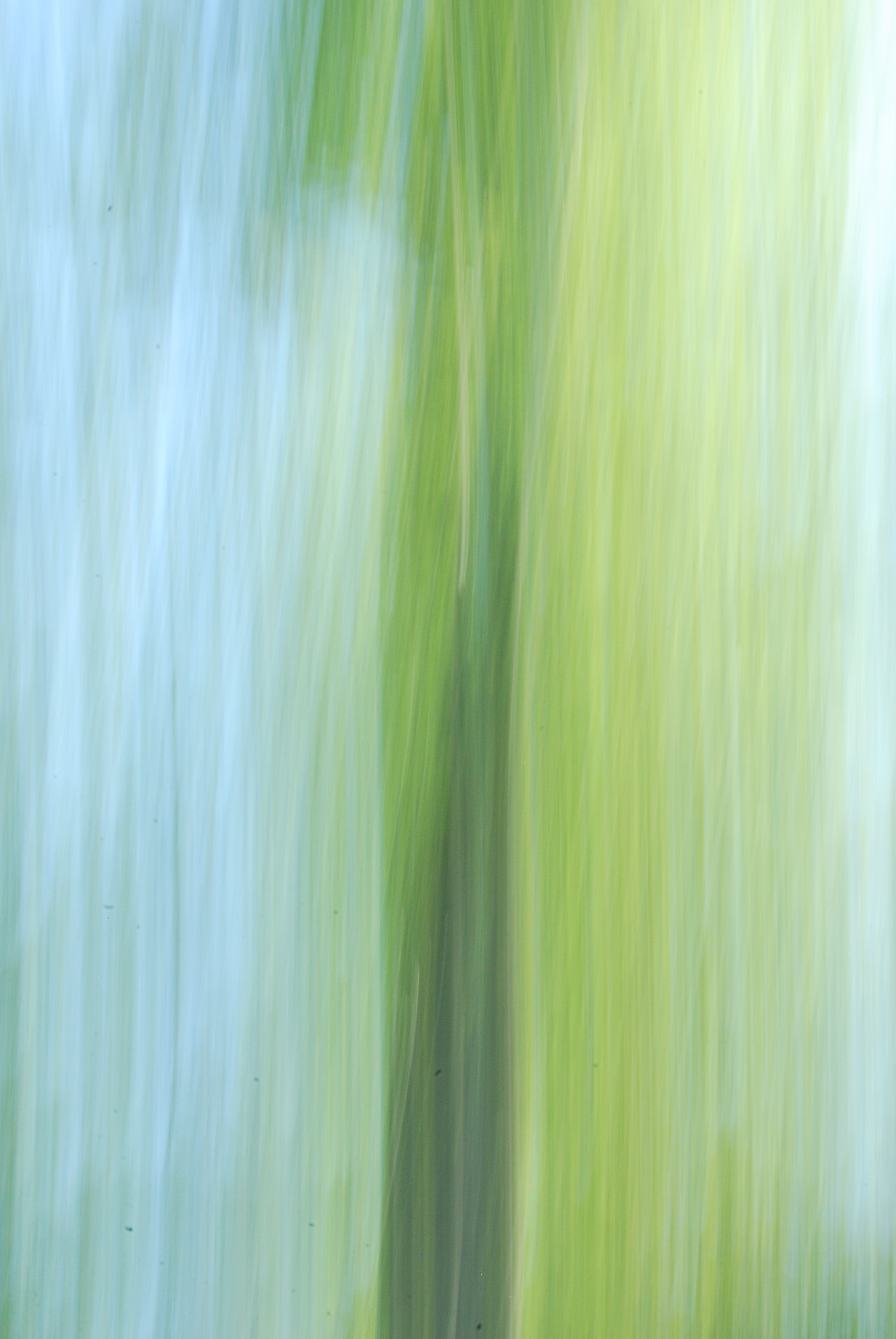 Nikon D60 sample photo. Magic forest ii photography