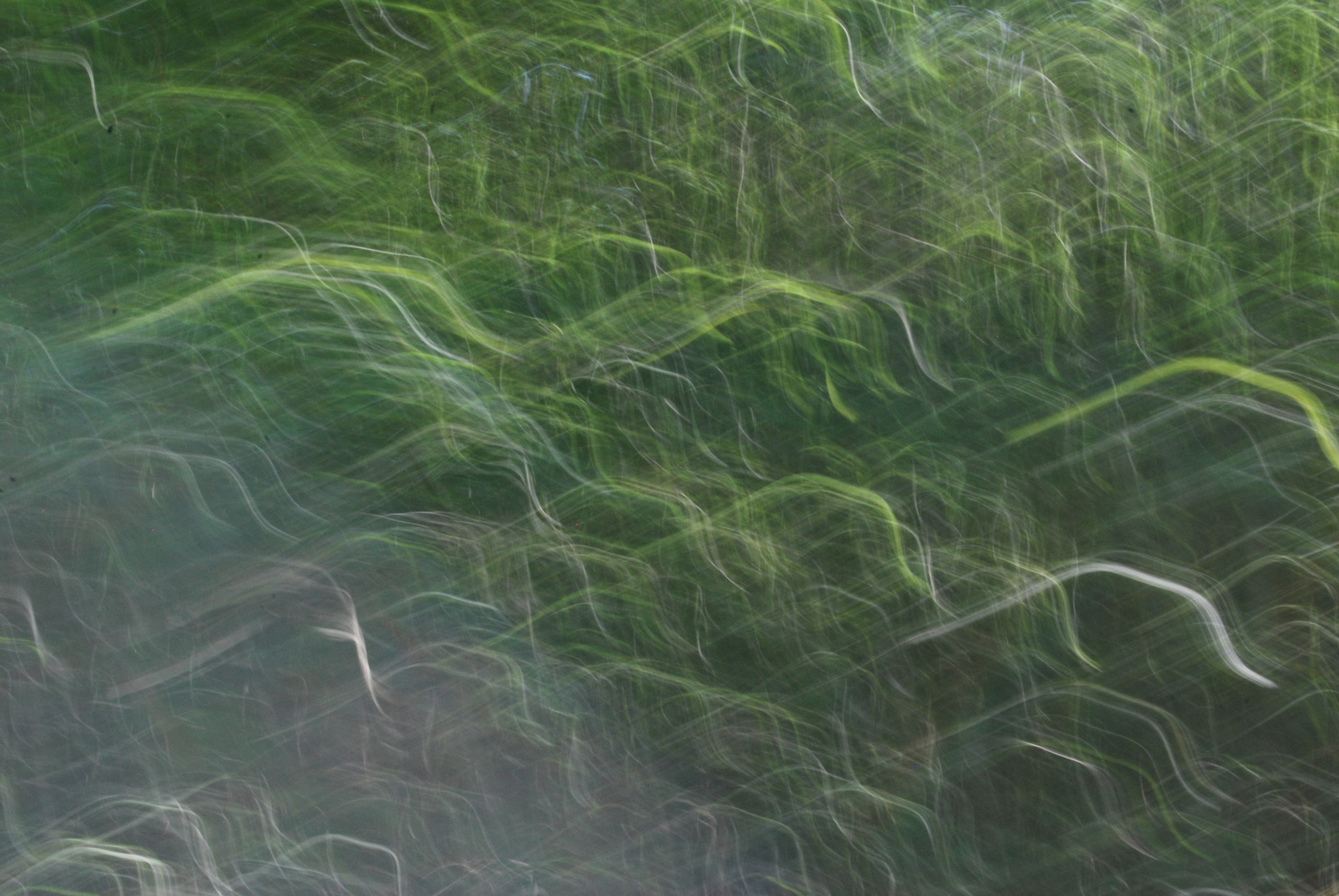 Nikon D60 sample photo. Magic forest photography