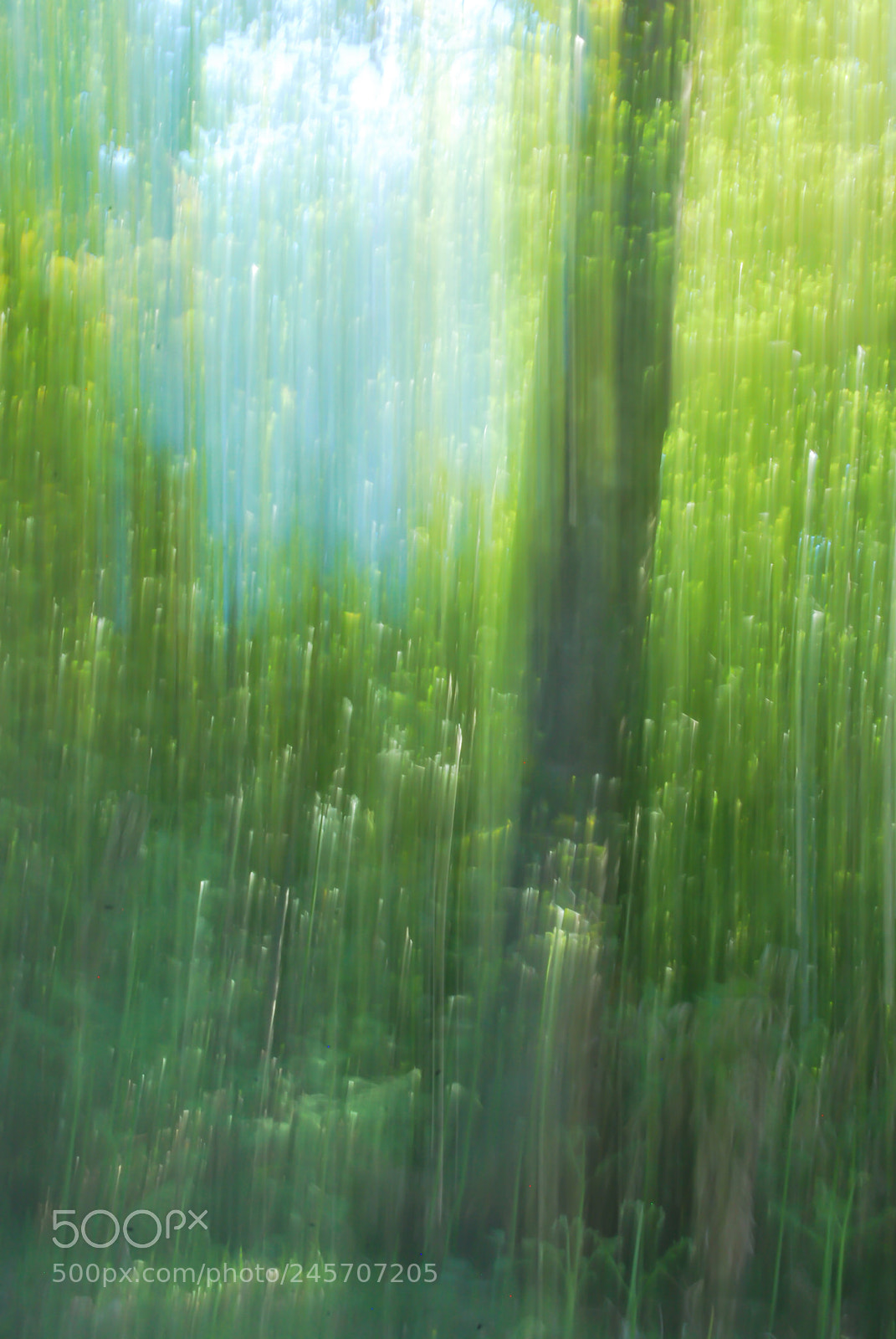 Nikon D60 sample photo. Magic forest ii photography