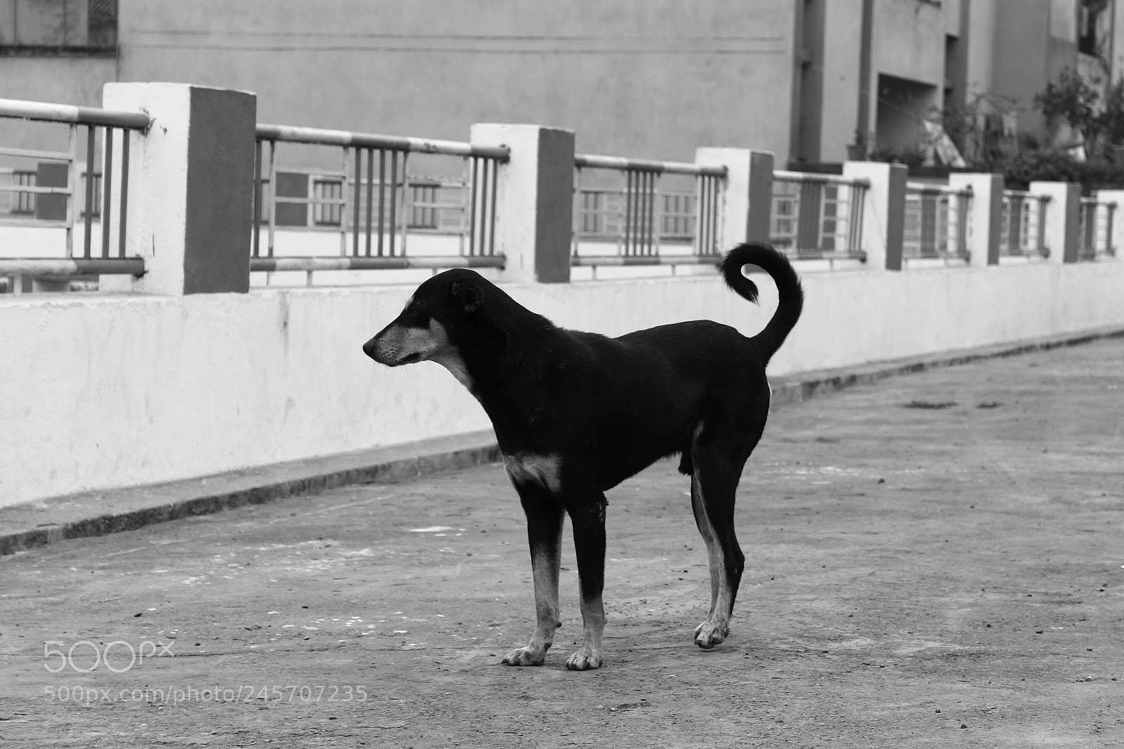 Canon EOS 700D (EOS Rebel T5i / EOS Kiss X7i) sample photo. A dog. photography