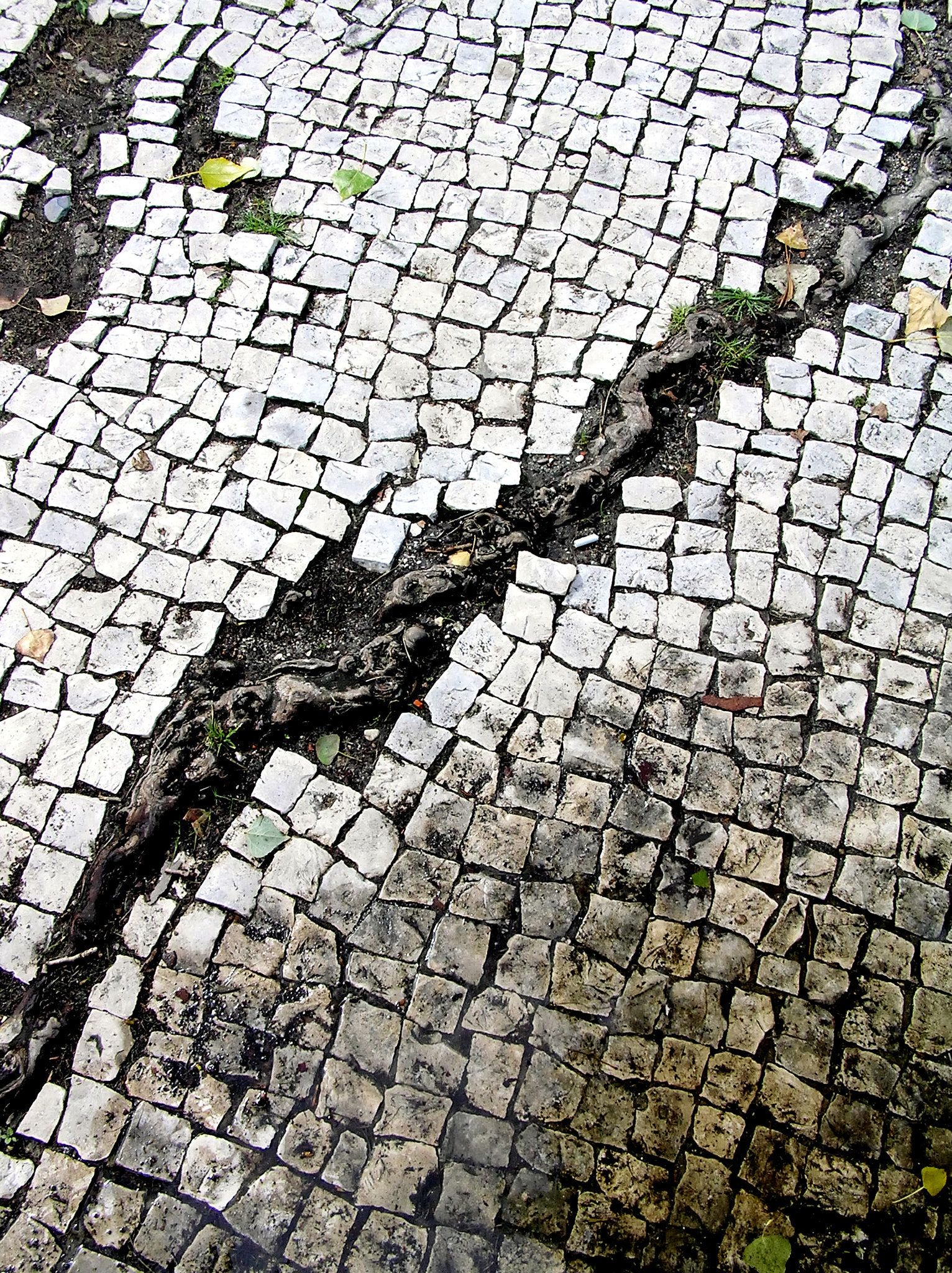 Olympus C770UZ sample photo. Root in a broken sidewalk photography