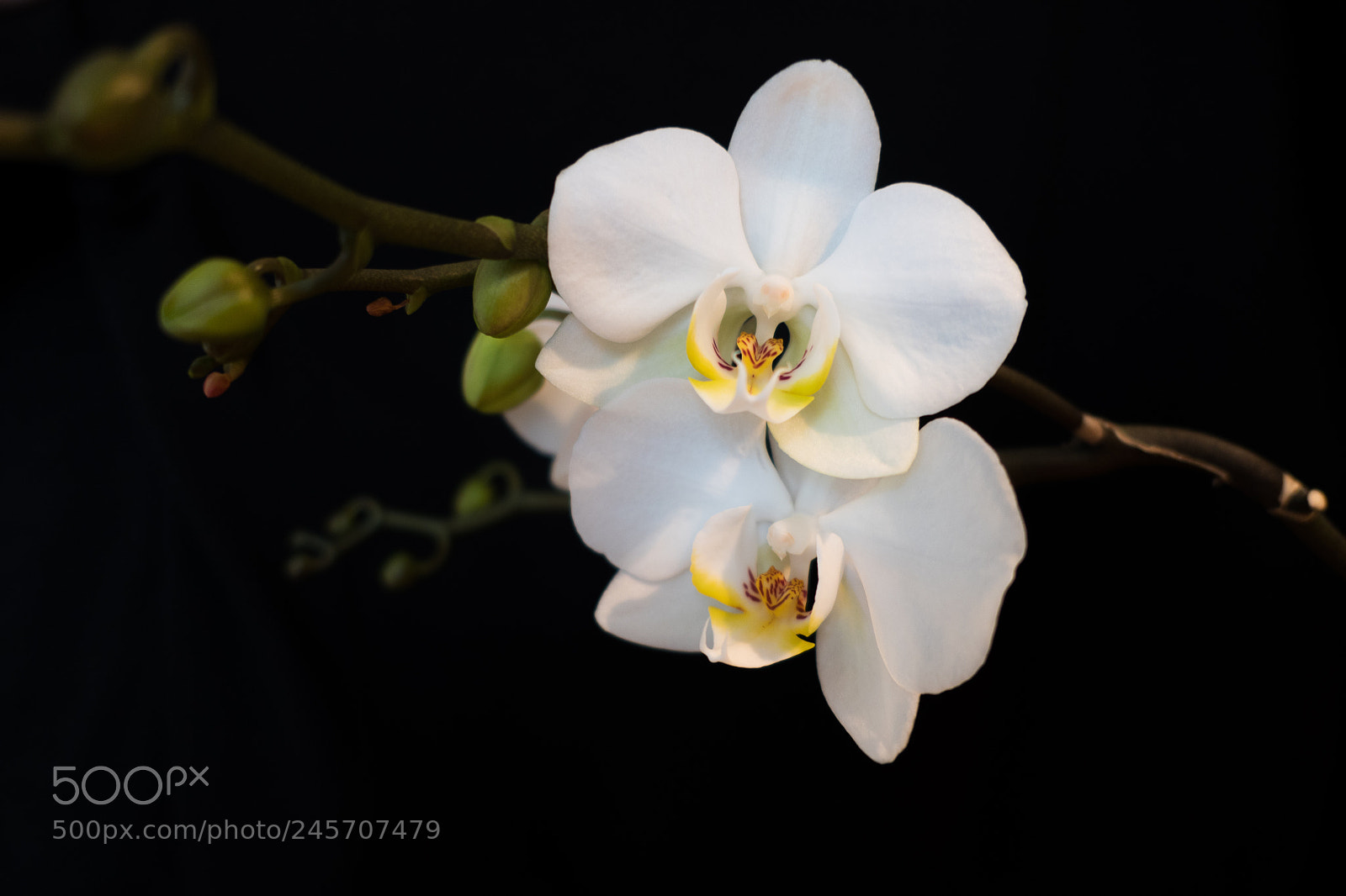 Panasonic Lumix DMC-LX10 (Lumix DMC-LX15) sample photo. Orchidee photography