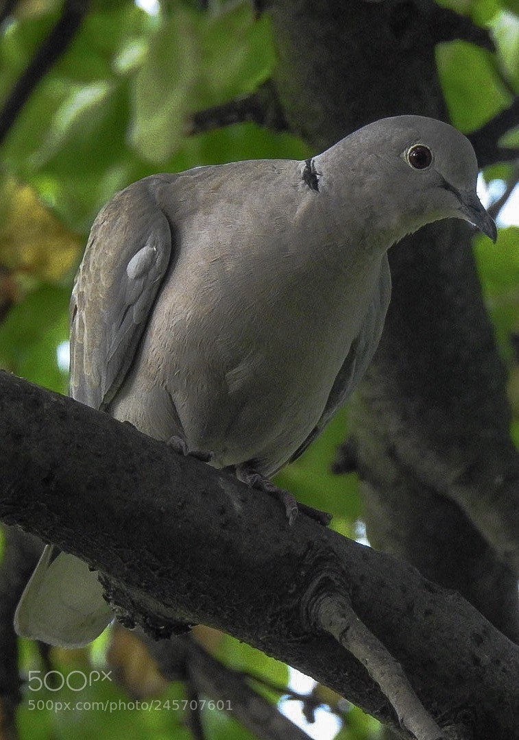 Nikon Coolpix P900 sample photo. "pigeon sugar" photography