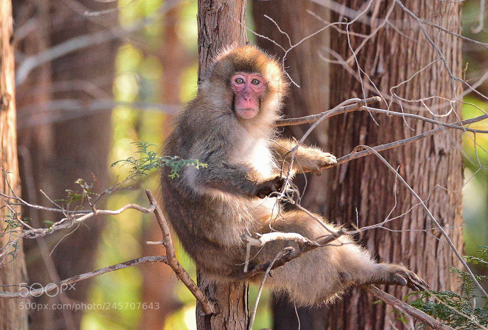Nikon D610 sample photo. Eye contact photography