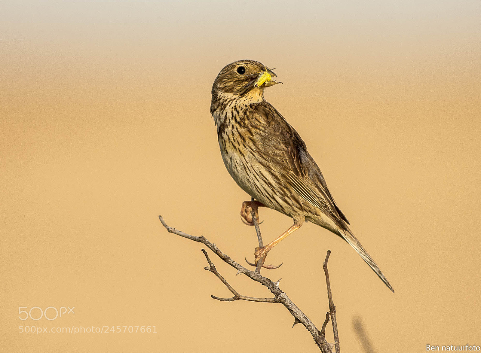 Nikon D7200 sample photo. Corn bunting with prey photography