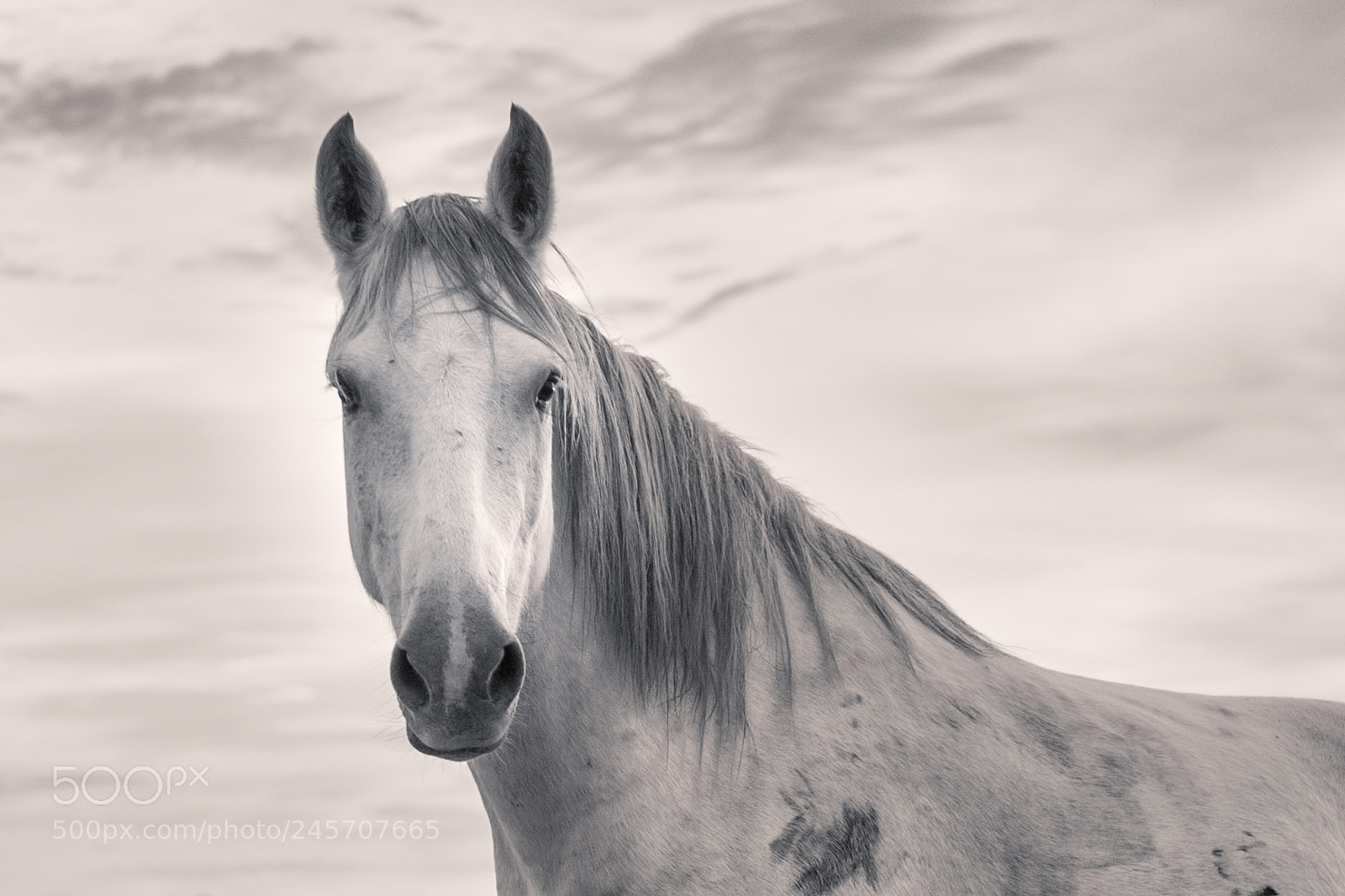 Nikon D700 sample photo. Camargue horse photography