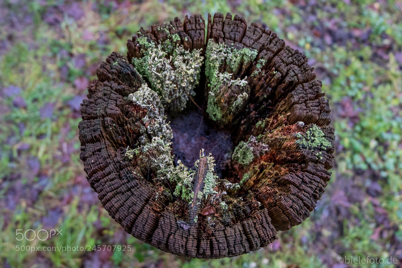 Fujifilm X-T20 sample photo. Tree stump photography
