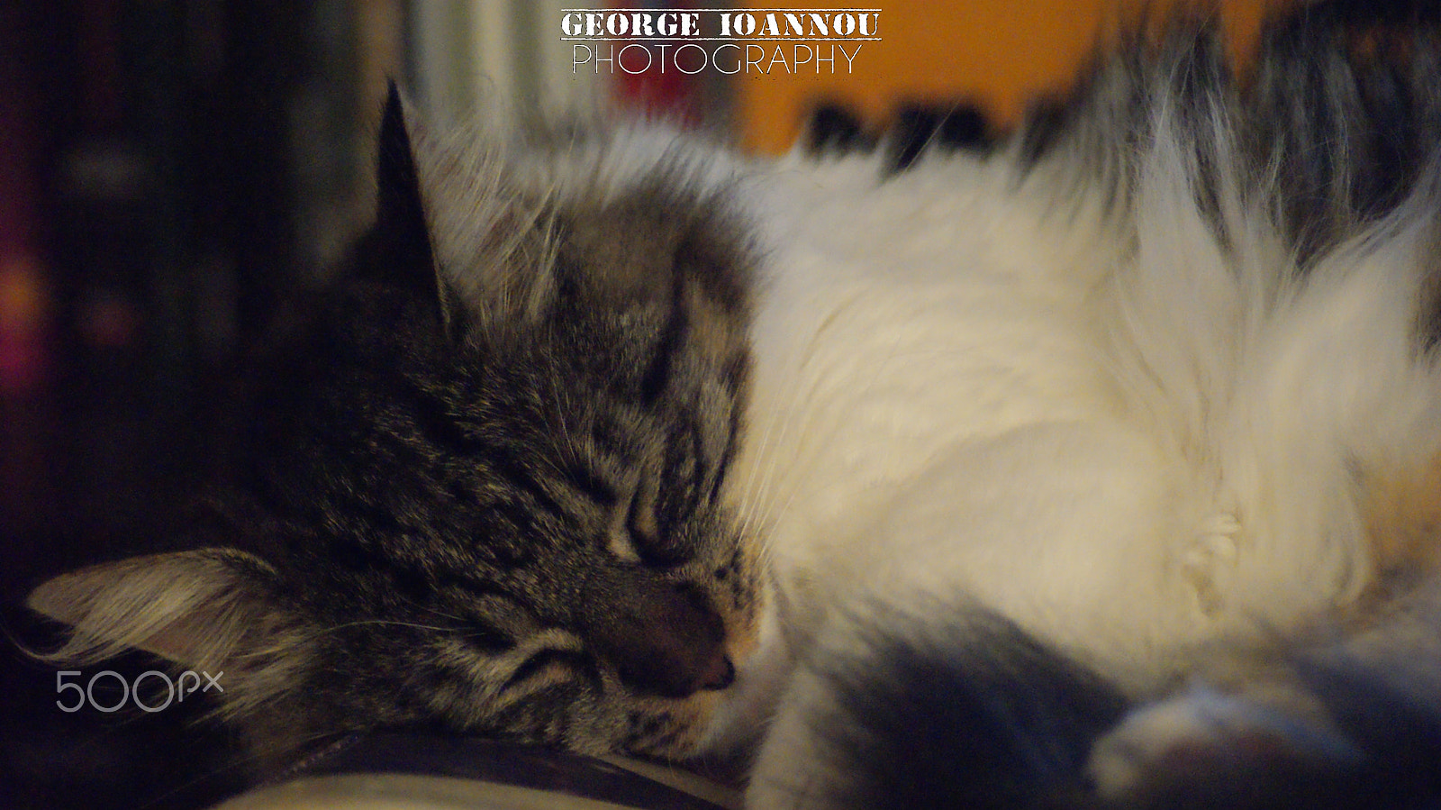 Sony Alpha DSLR-A200 sample photo. Meow, meow, meow! photography