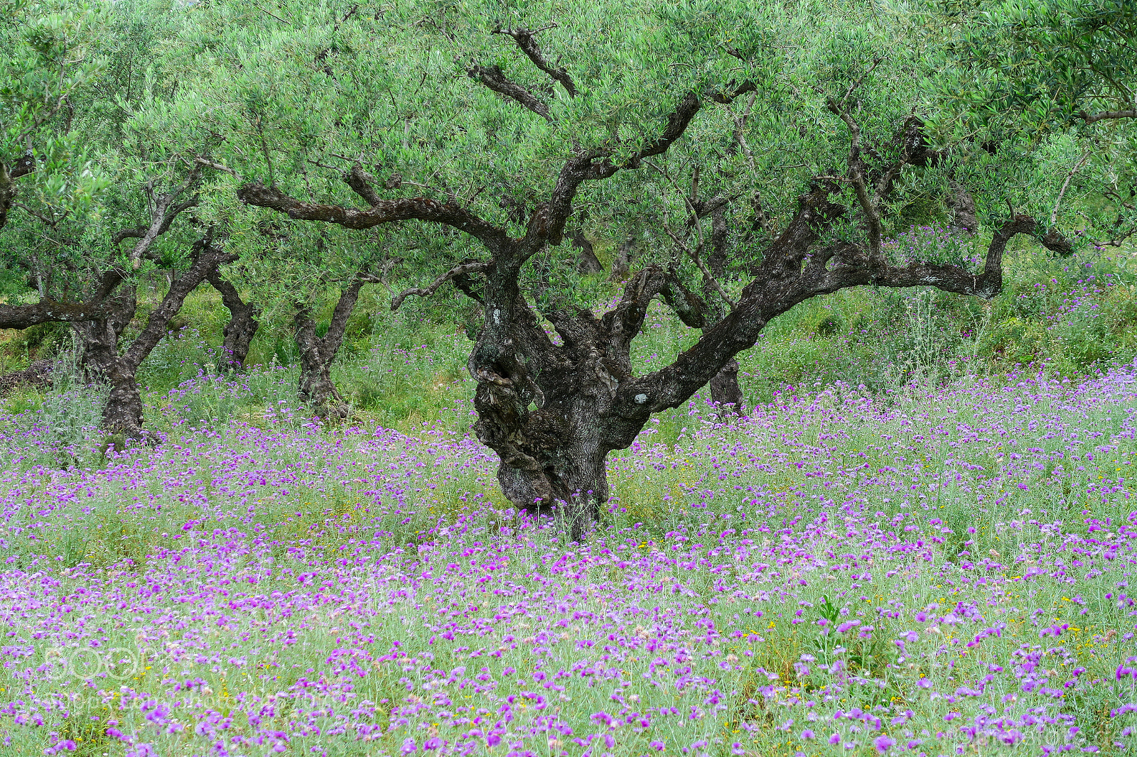 Canon PowerShot G7 X sample photo. Olive tree in greece photography