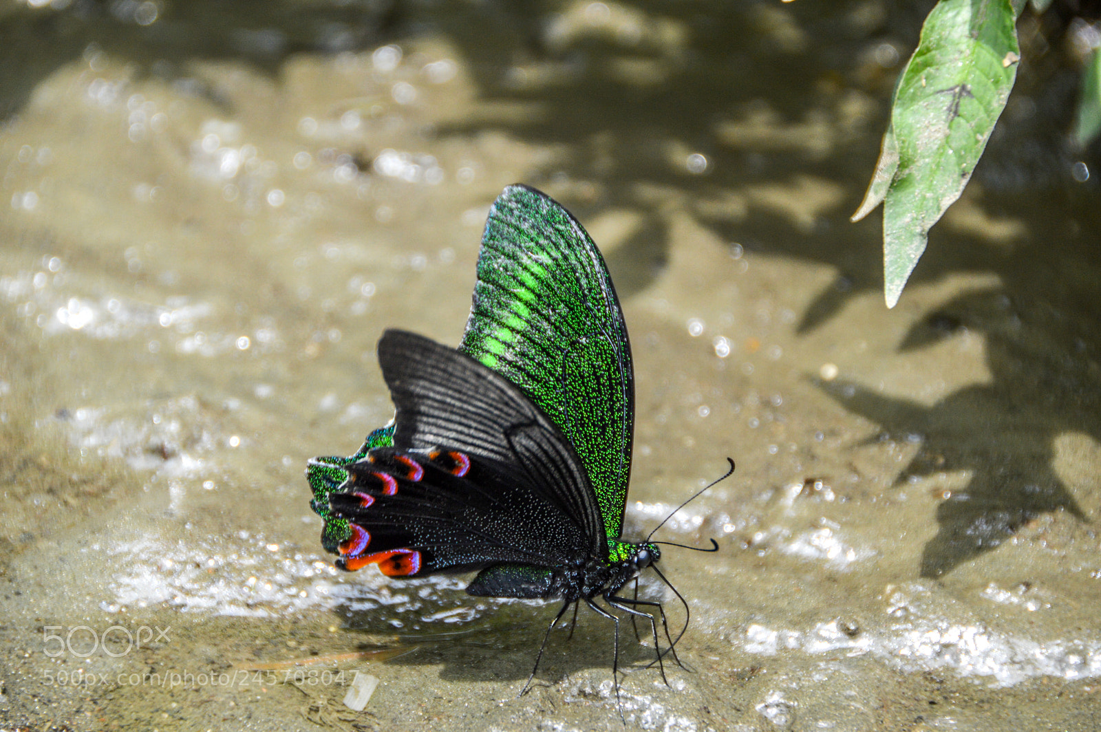 Nikon D3200 sample photo. Butterfly photography