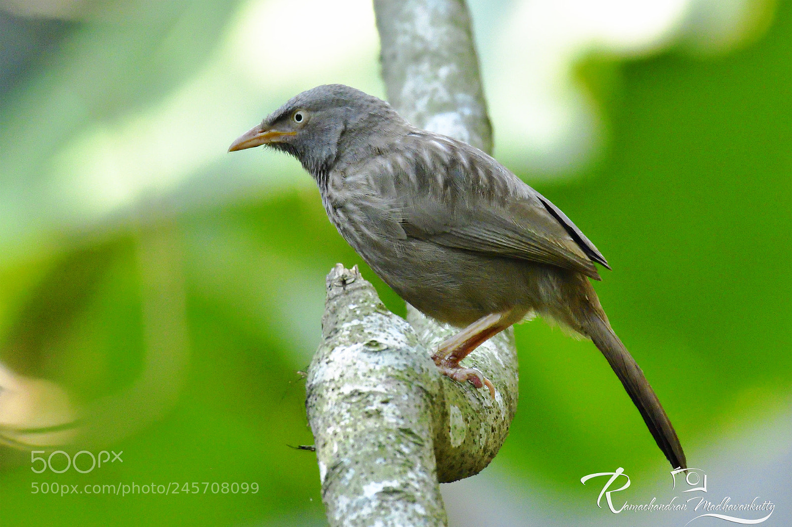 Nikon D500 sample photo. Yellow-billed babbler photography