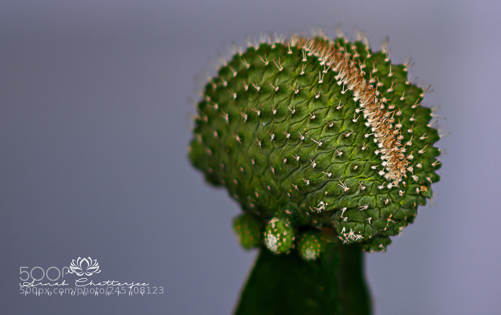Nikon D850 sample photo. Untitled photography
