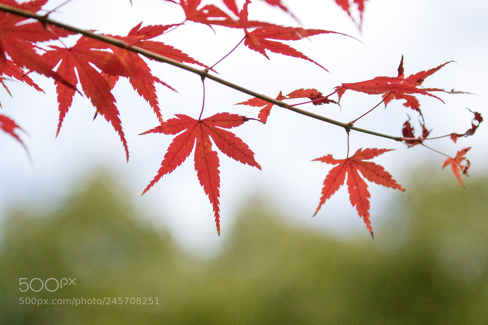 Canon EOS 7D Mark II sample photo. Memories of autumn photography