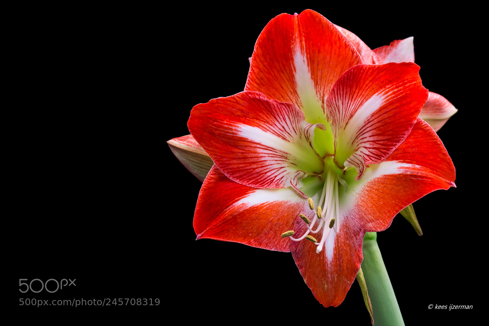 Sony SLT-A77 sample photo. Amaryllis photography