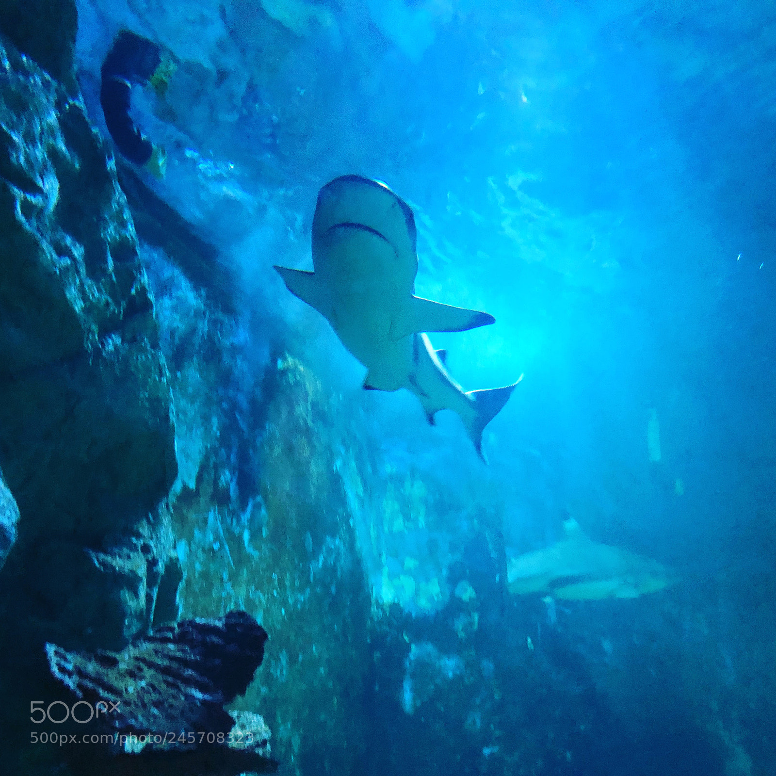 Apple iPhone X sample photo. Beautiful shark at the photography