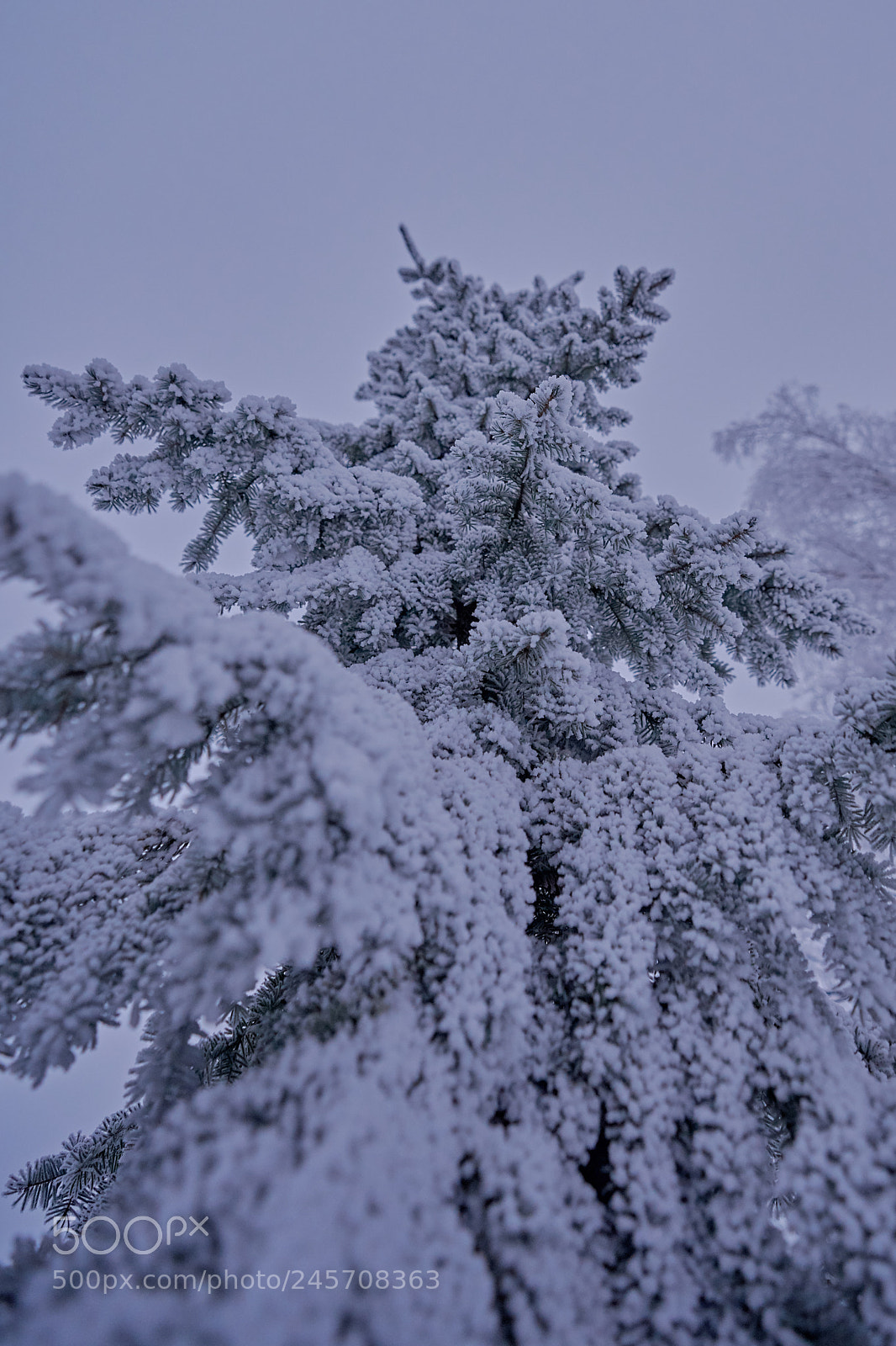 Sony a7R III sample photo. Cold leaves photography