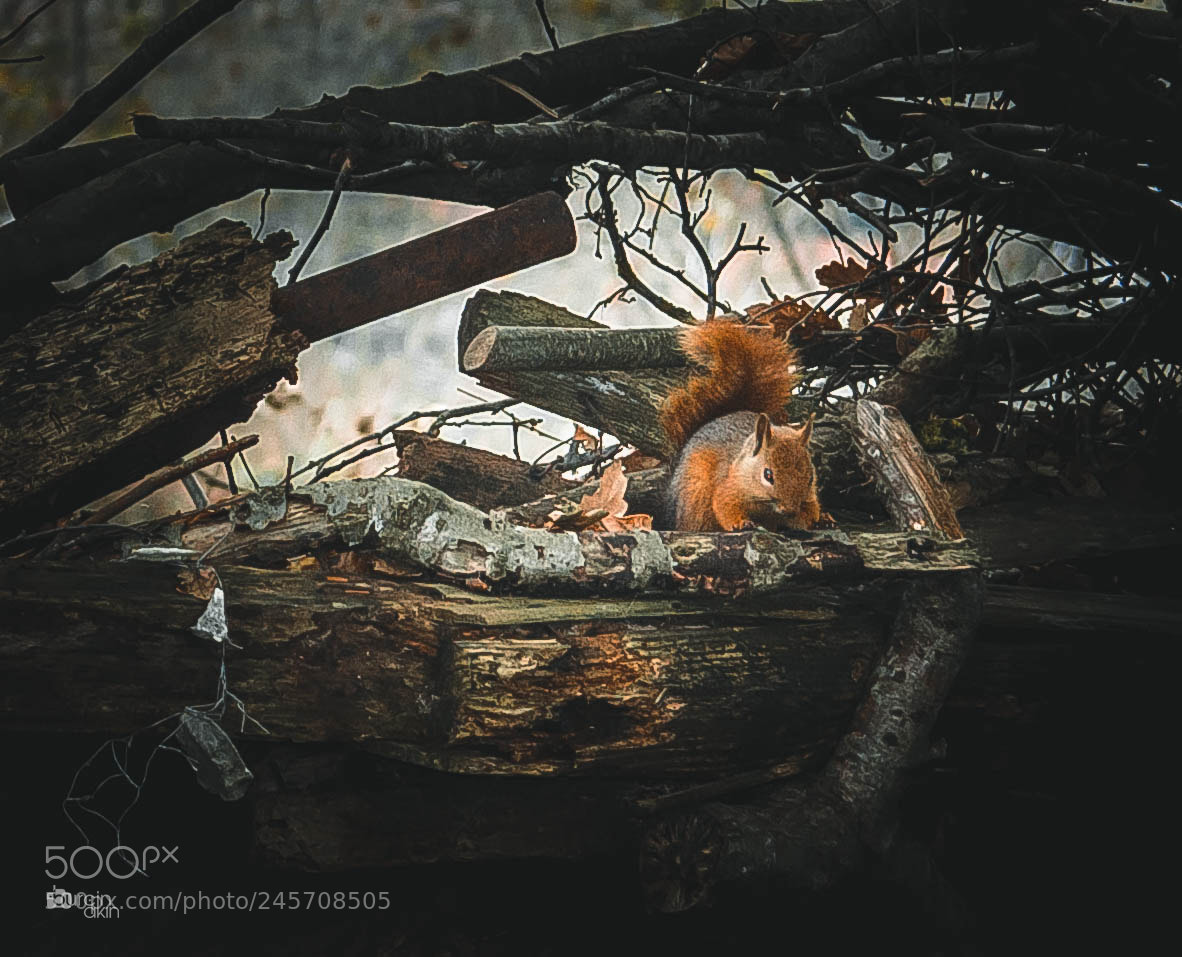 Nikon D5100 sample photo. Squirrel photography