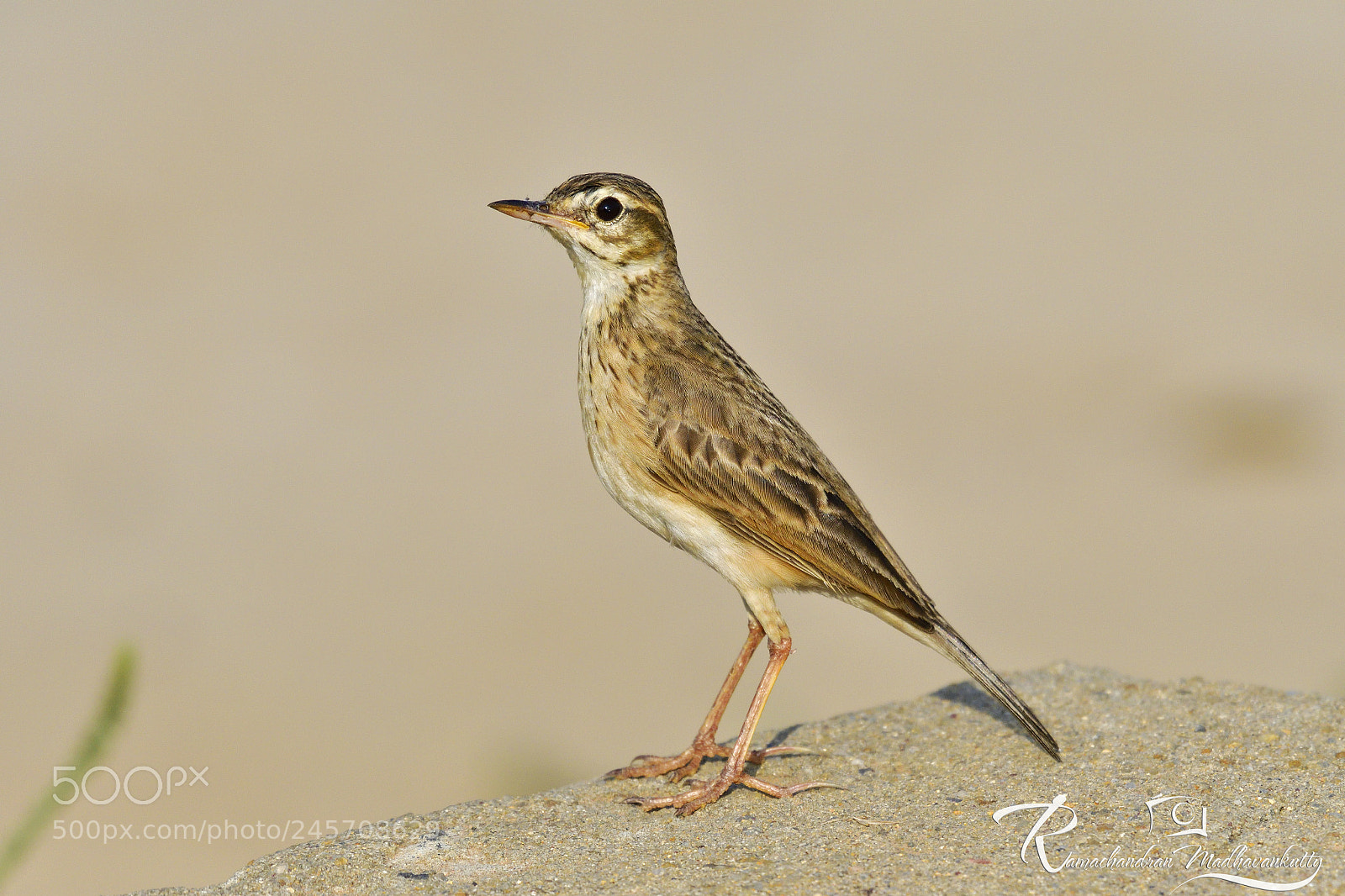 Nikon D500 sample photo. Paddyfield pipit photography