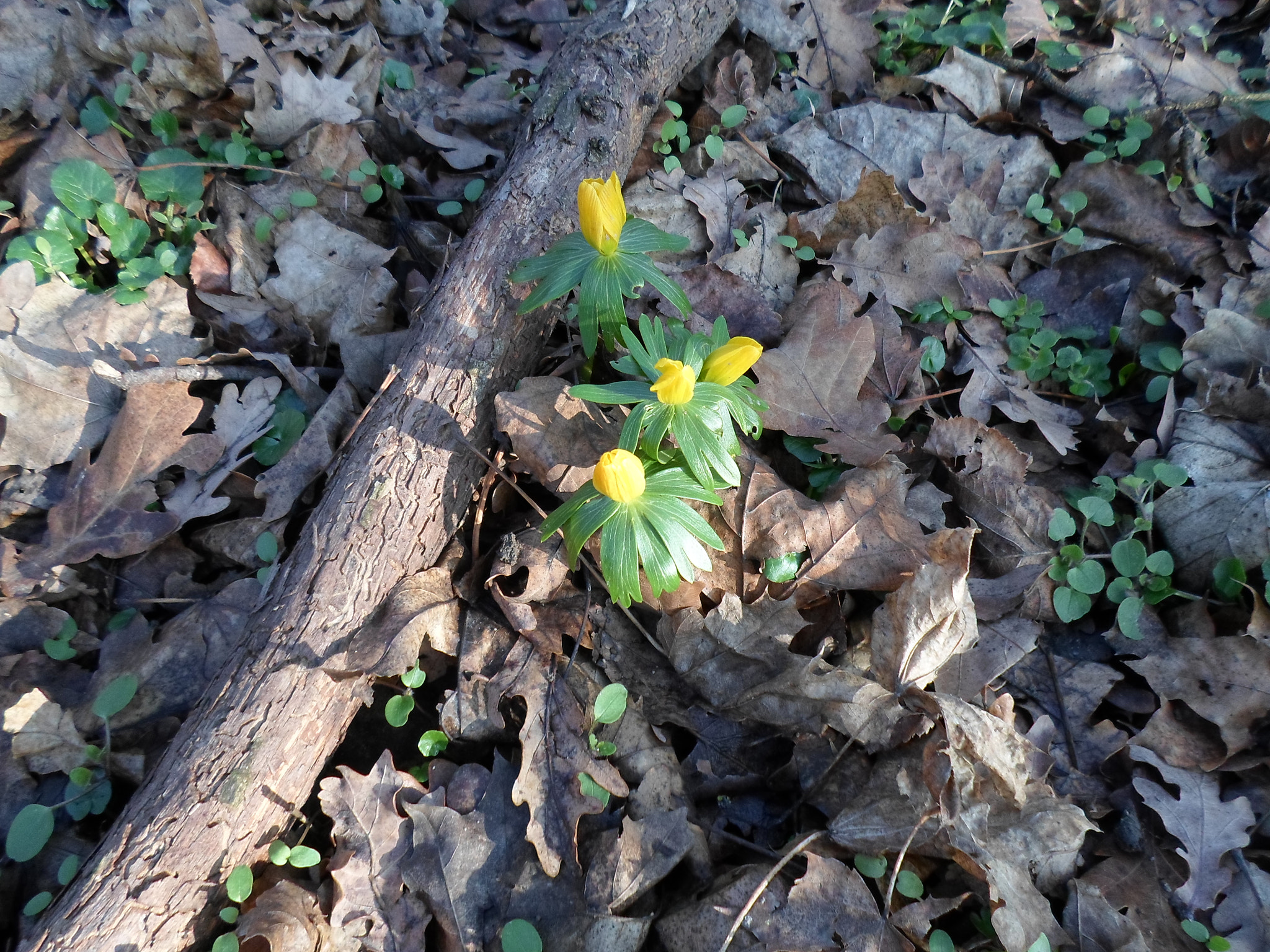 Samsung ST66 / ST68 sample photo. Spring? photography