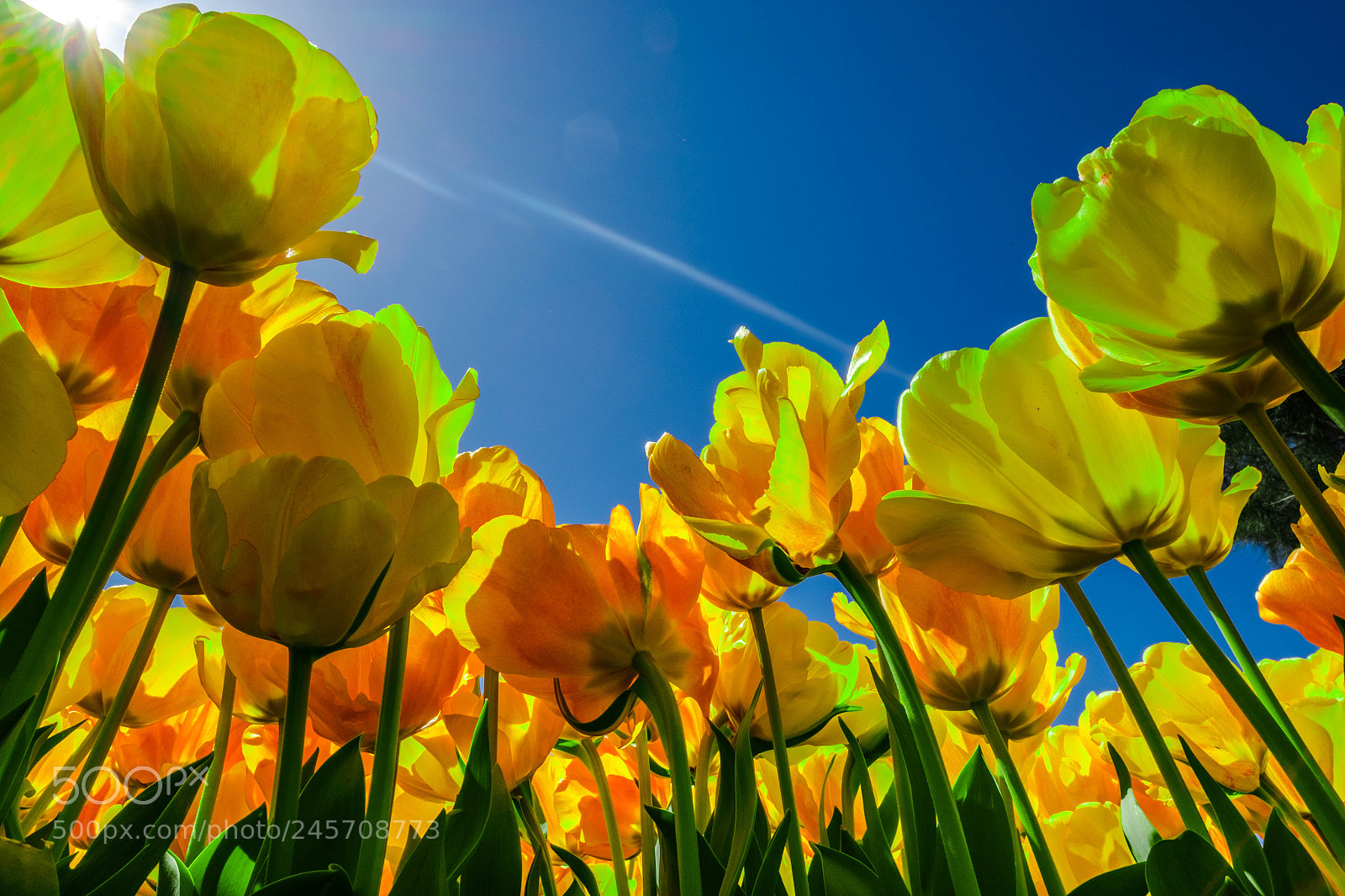Fujifilm X-T1 sample photo. Yellow tulips photography