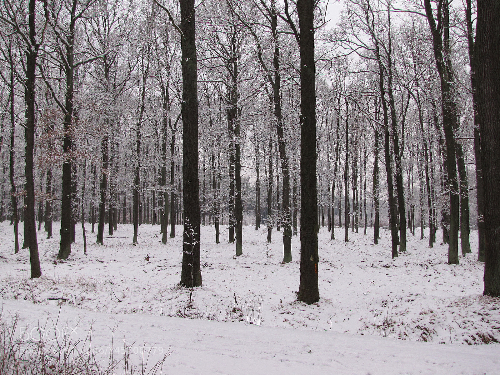 Canon PowerShot SX10 IS sample photo. Forest photography