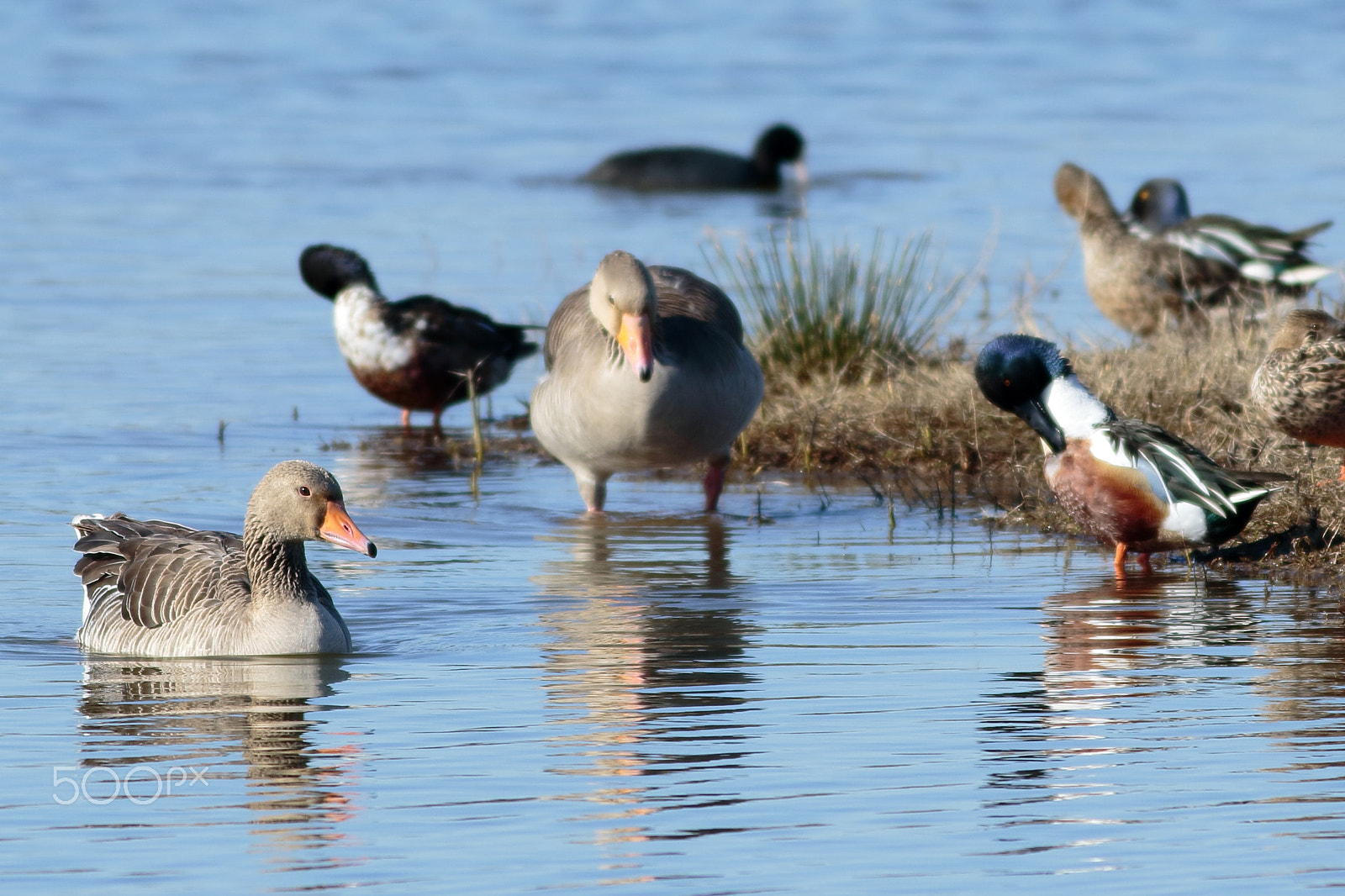 Canon EF 400mm F5.6L USM sample photo. Wildlife photography