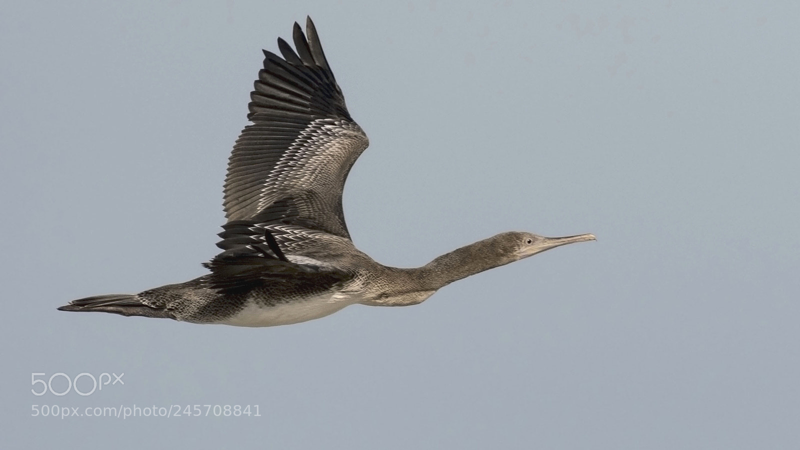 Nikon D500 sample photo. Common shag photography