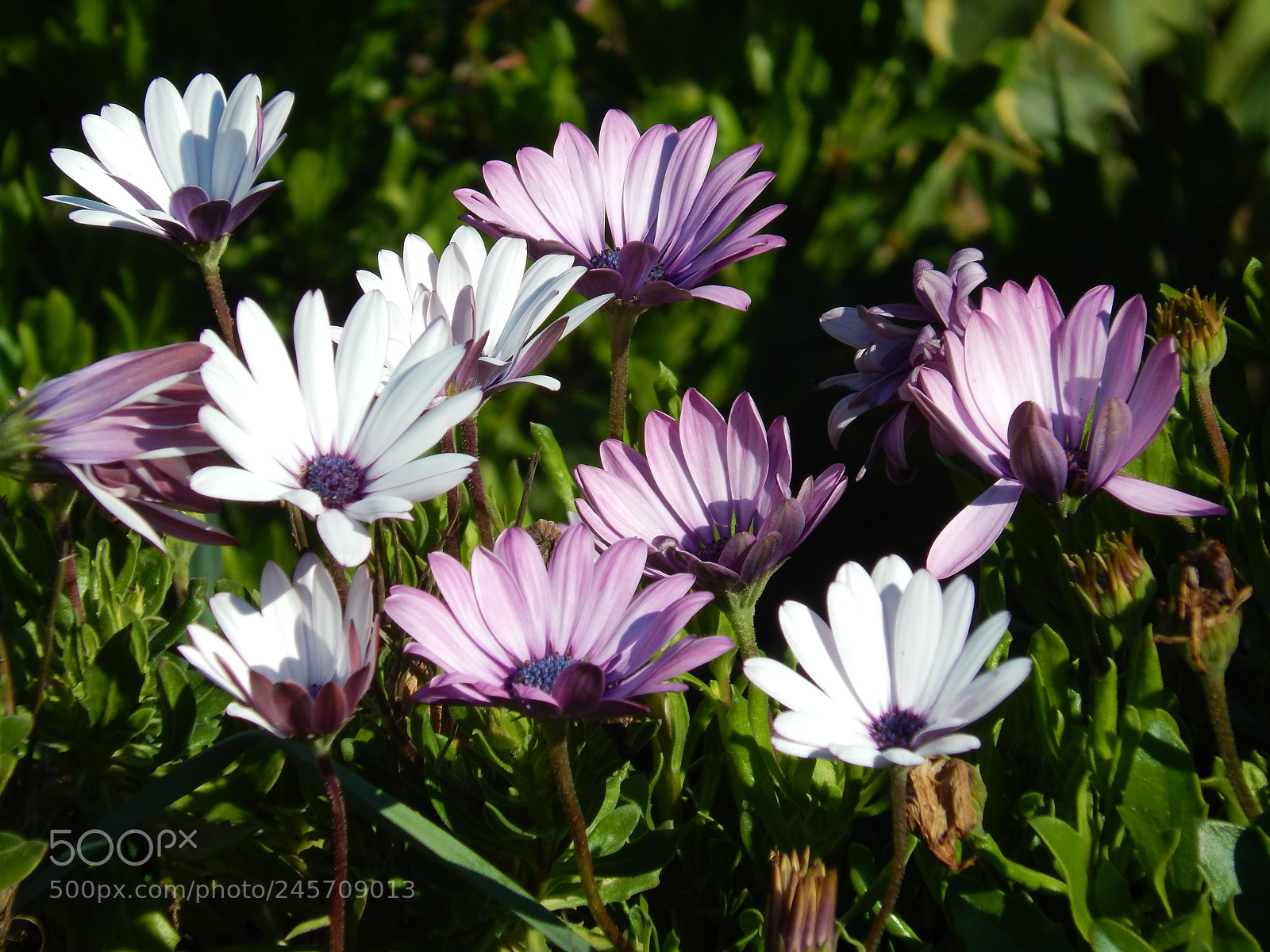 Nikon Coolpix L830 sample photo. White vs violet photography
