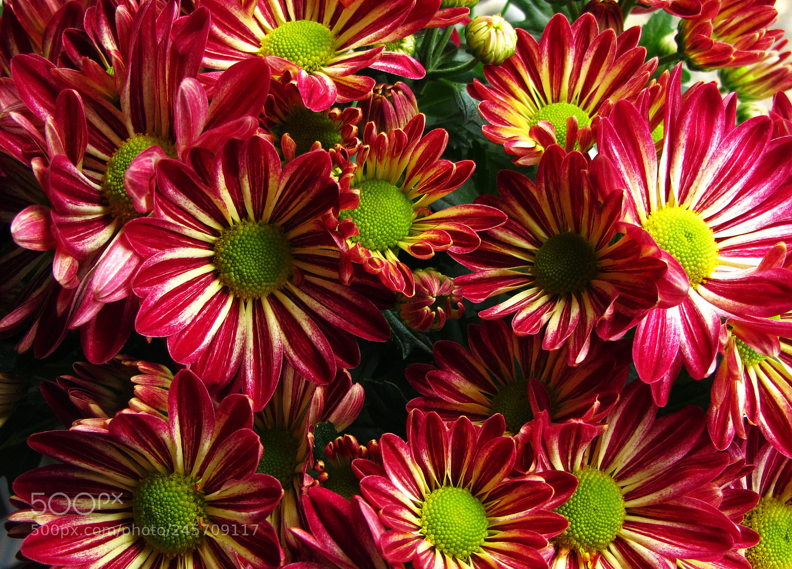 Canon PowerShot G11 sample photo. Chrysanthemum flower photography