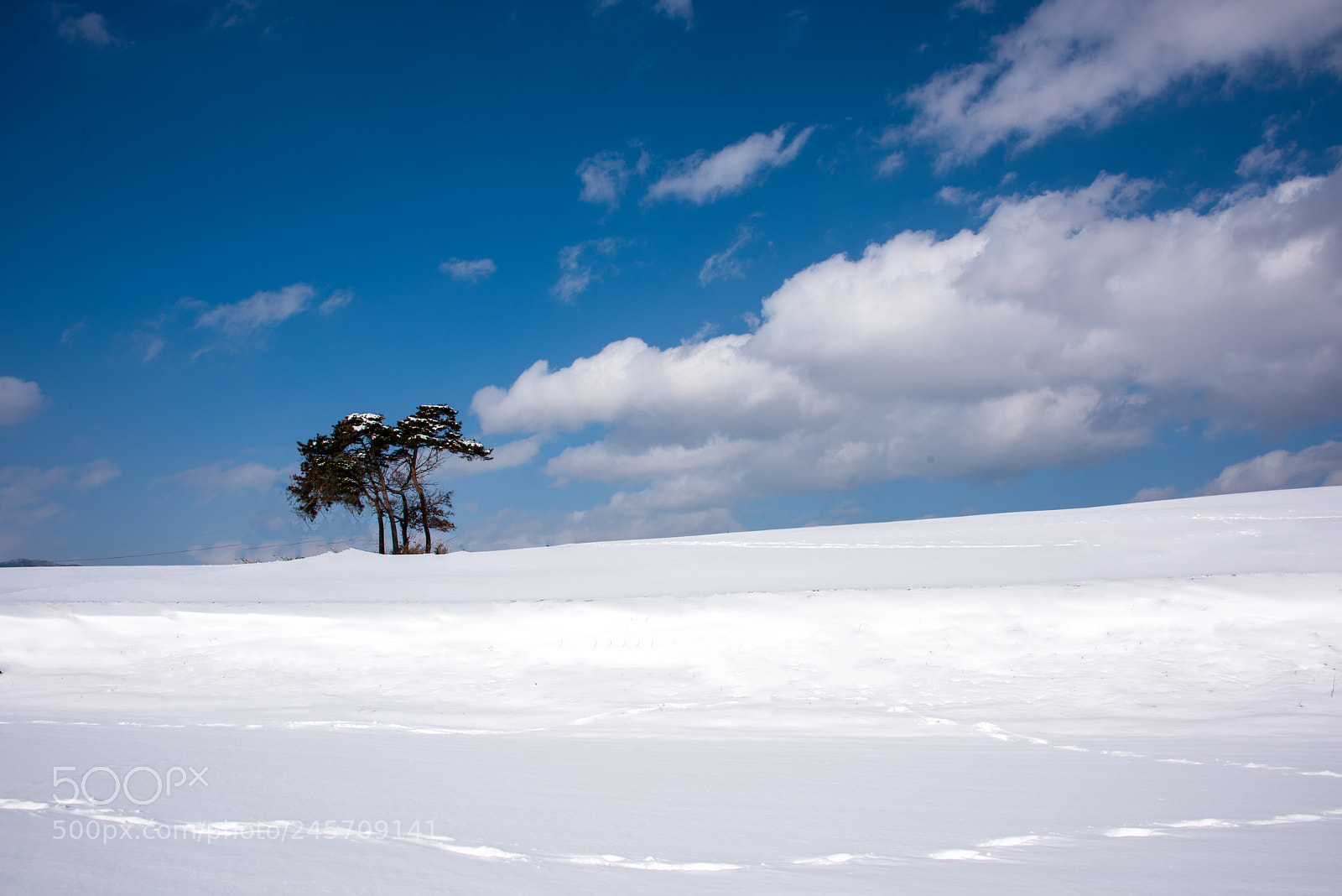 Nikon D810 sample photo. Pinetree in snow photography