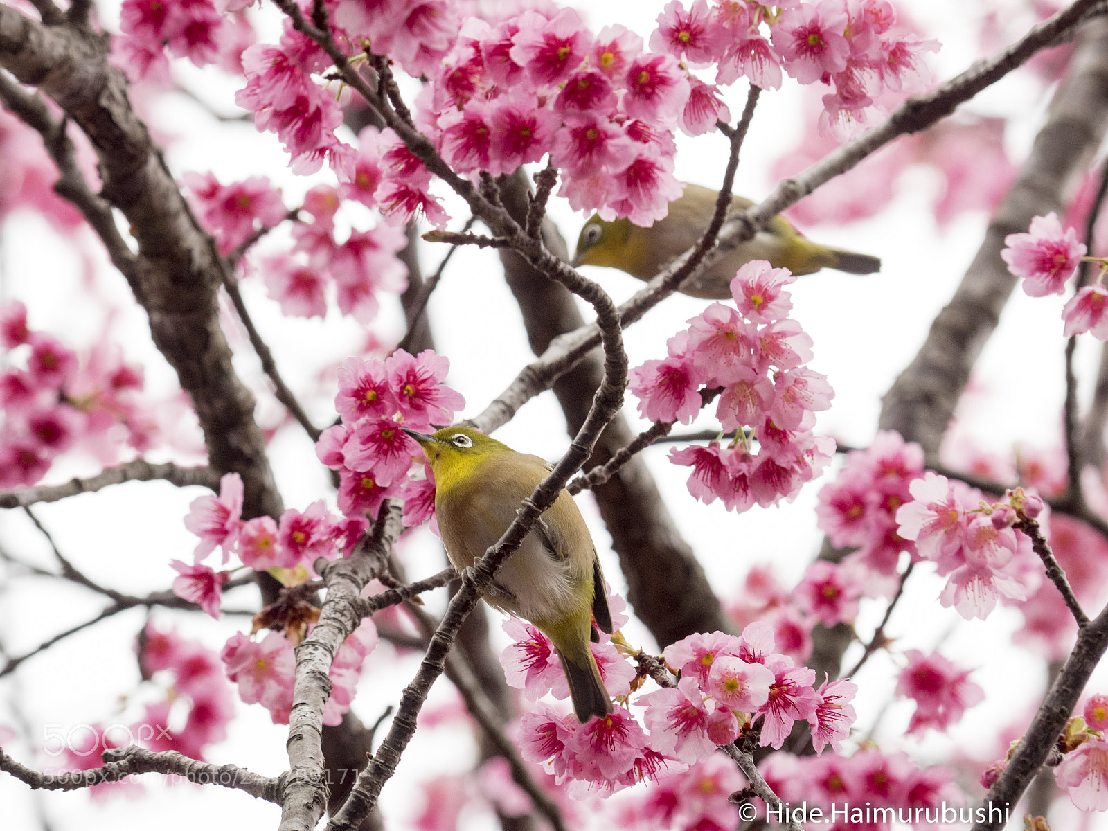 Olympus OM-D E-M1 sample photo. Japanese white eye photography