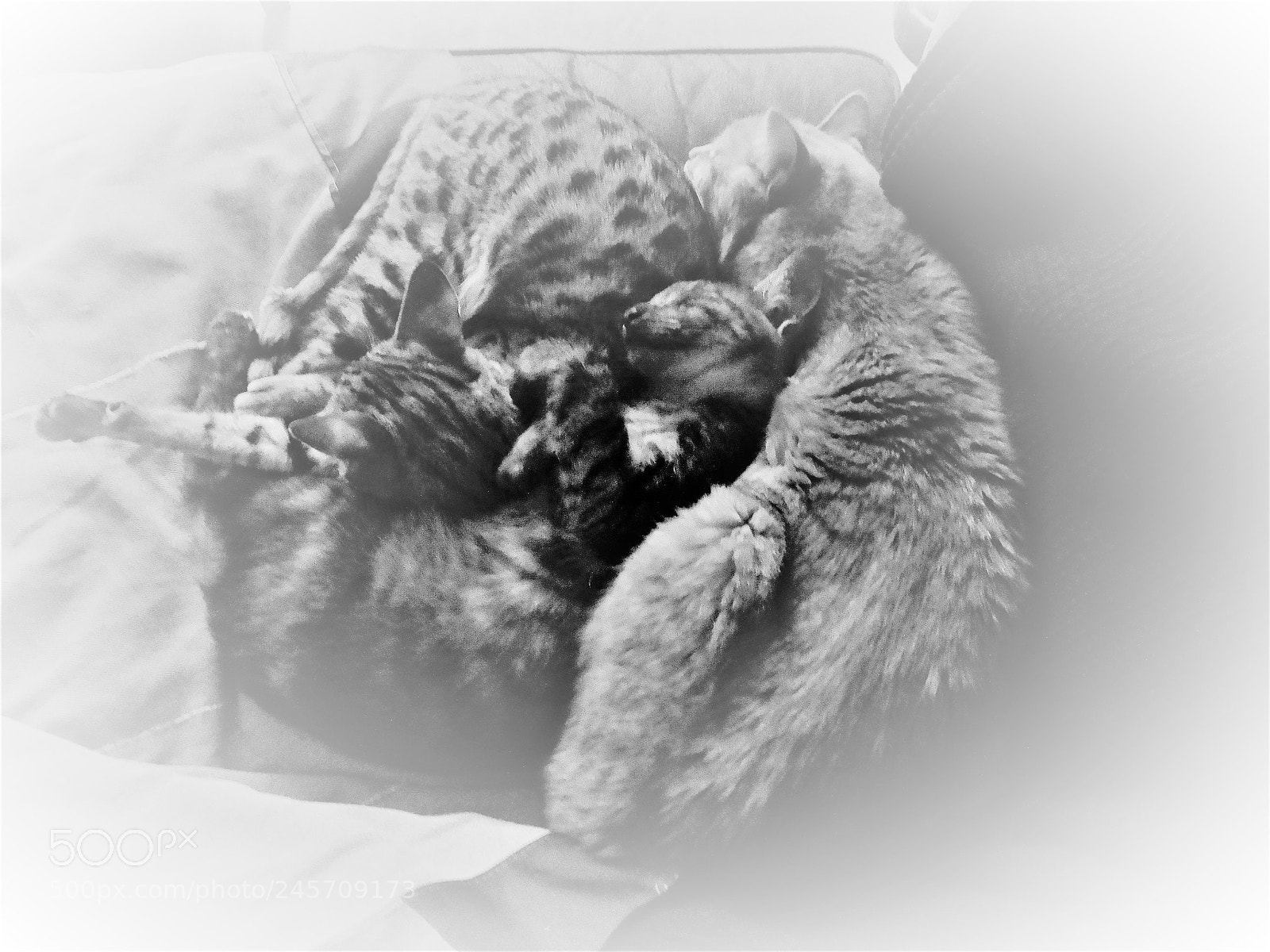 Sony Cyber-shot DSC-HX300 sample photo. Kattenslaap photography