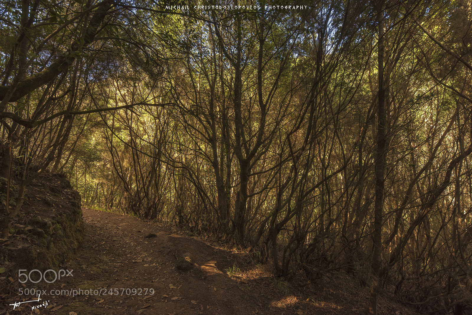 Nikon D810 sample photo. El cedro (la gomera) photography