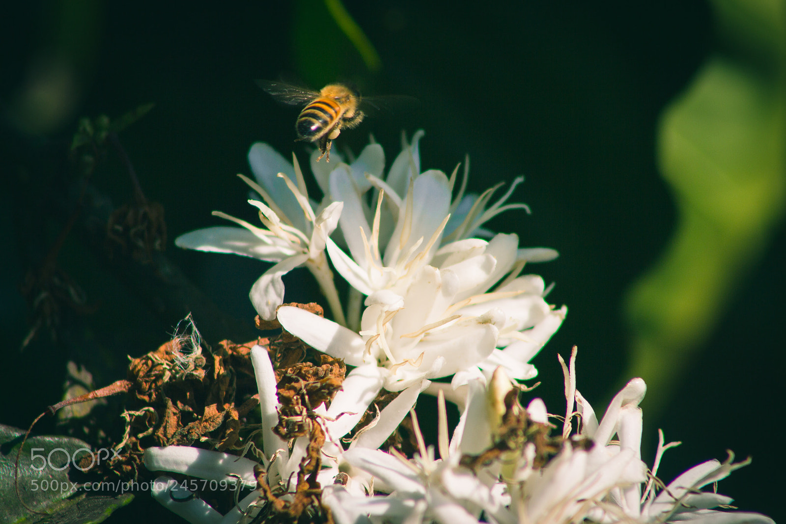 Canon EOS 60D sample photo. Working photography