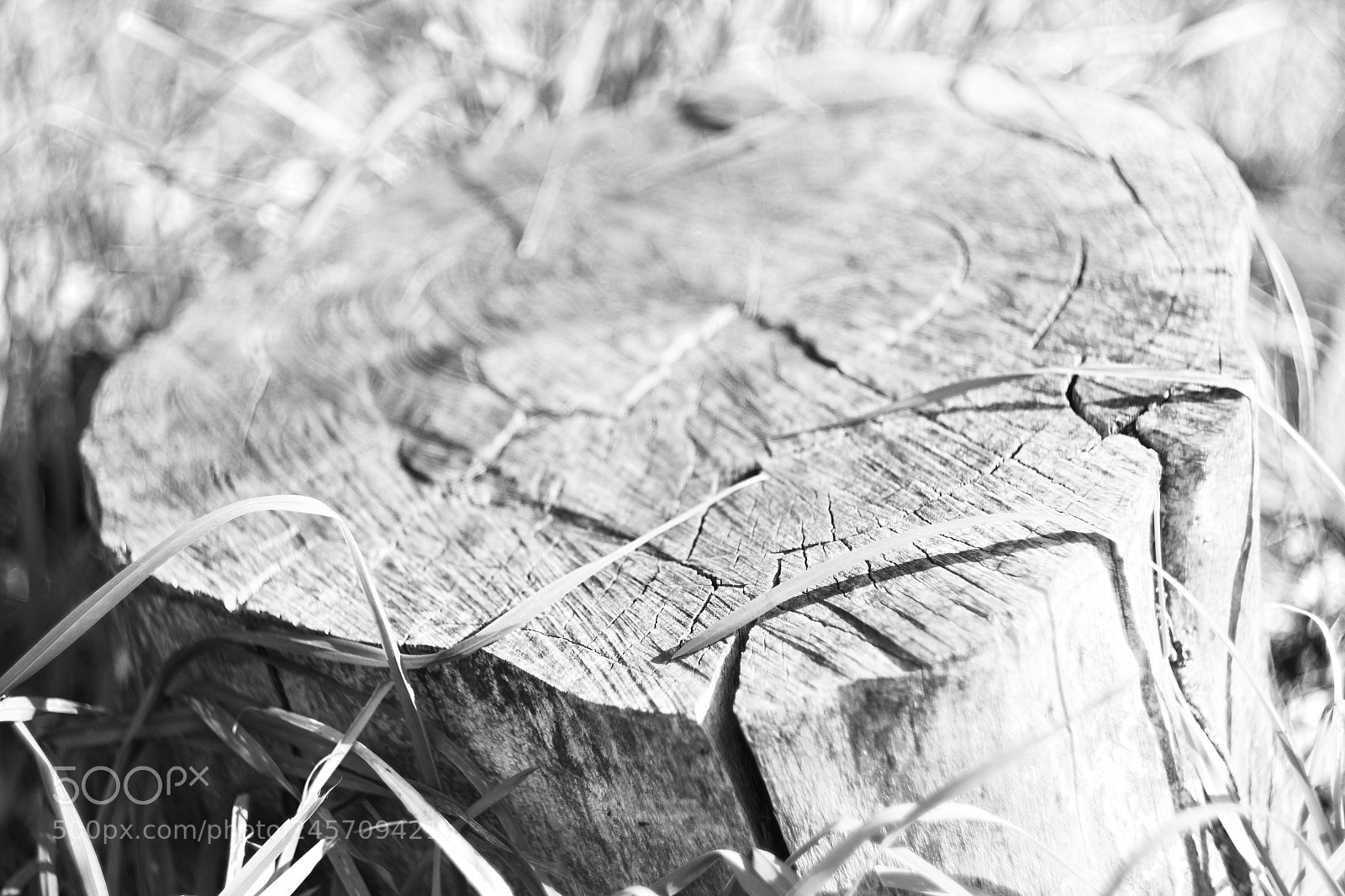 Canon EOS 60D sample photo. Stump photography