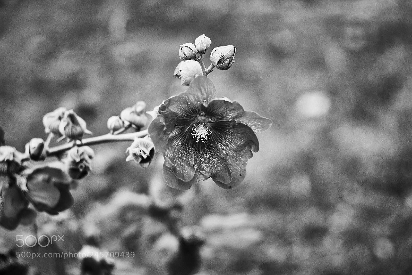 Canon EOS 60D sample photo. B/w photography