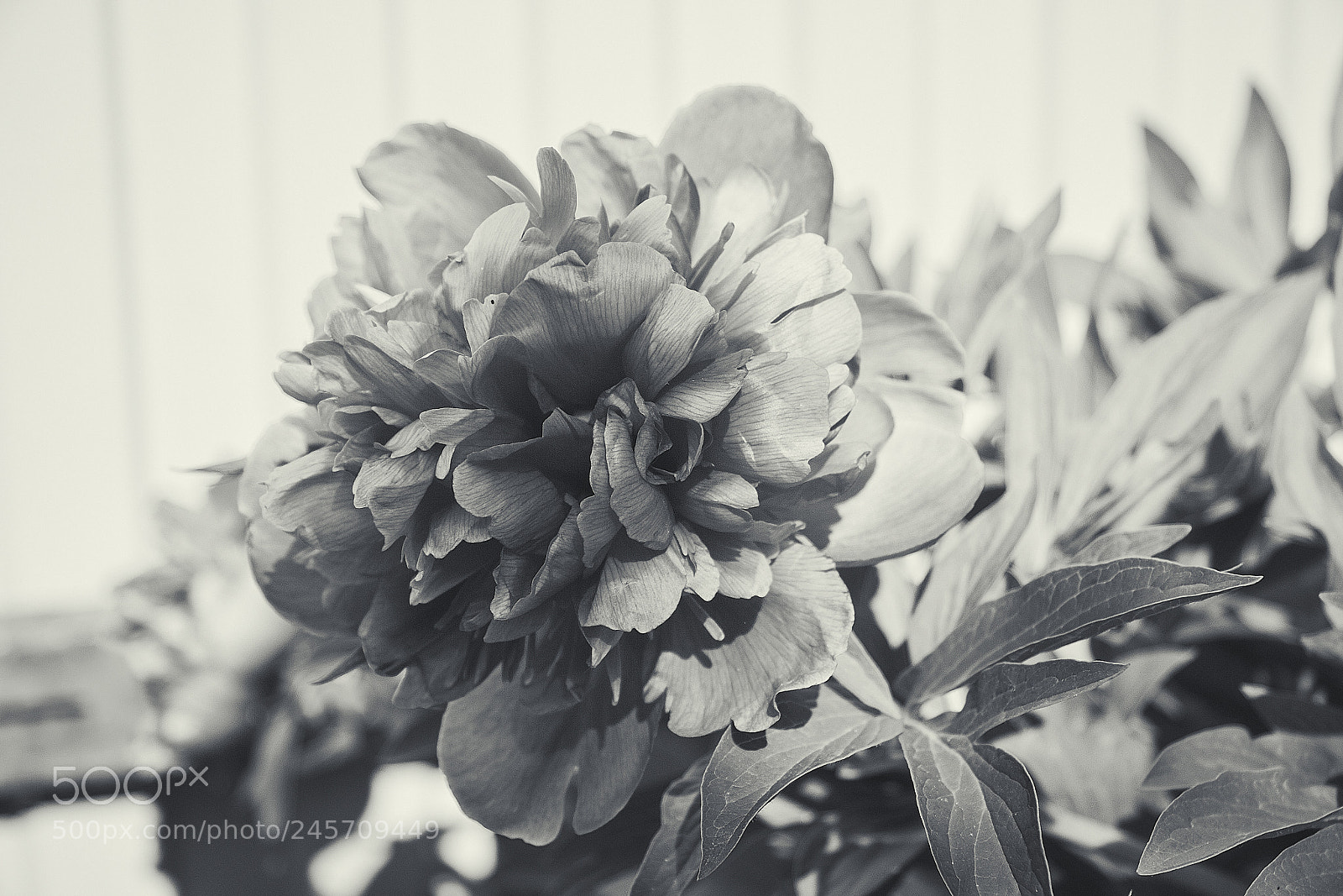 Canon EOS 60D sample photo. B/w - 2 photography