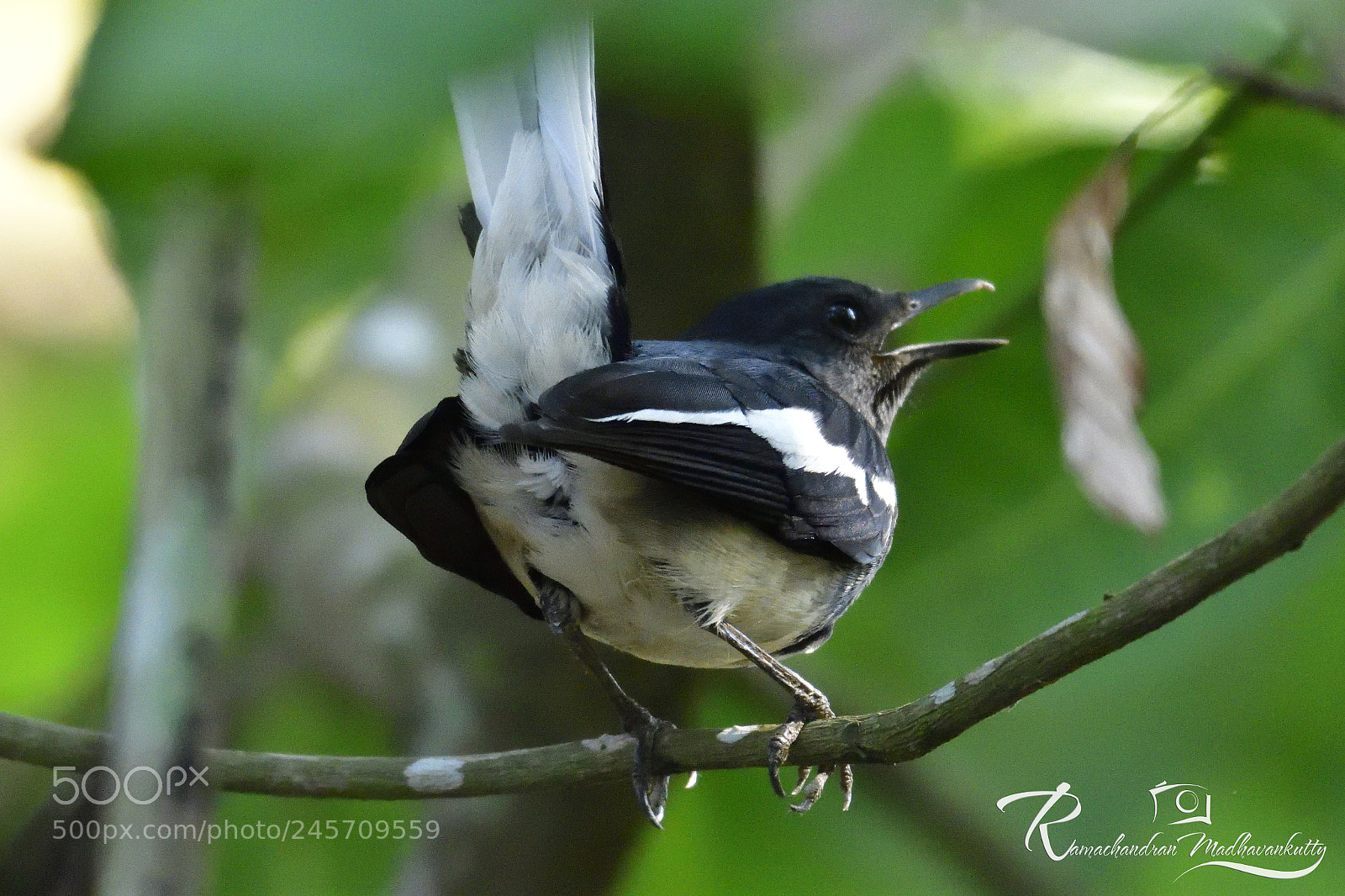 Nikon D500 sample photo. The oriental magpie robin photography