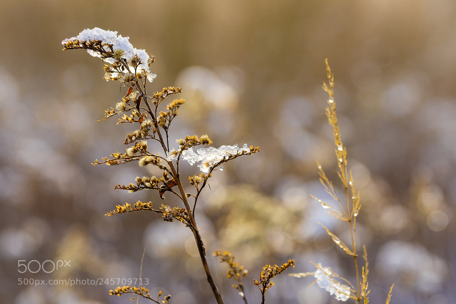 Sony a7 II sample photo. Winter sun 1 photography