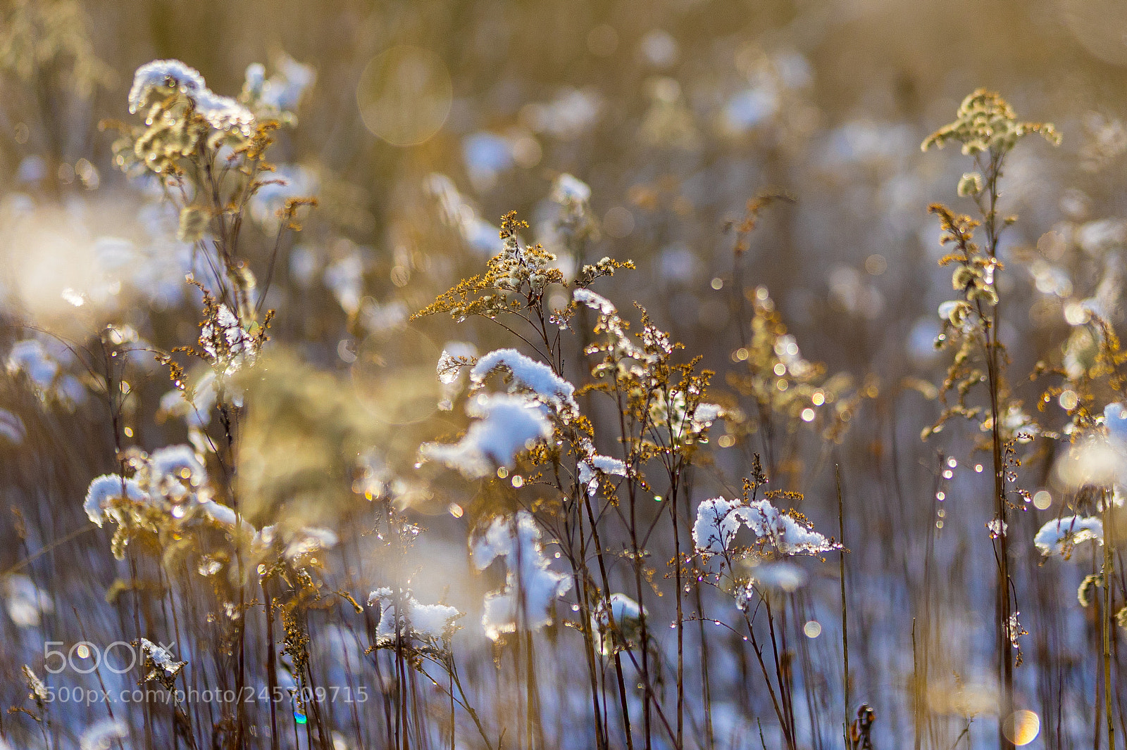 Sony a7 II sample photo. Winter sun 2 photography