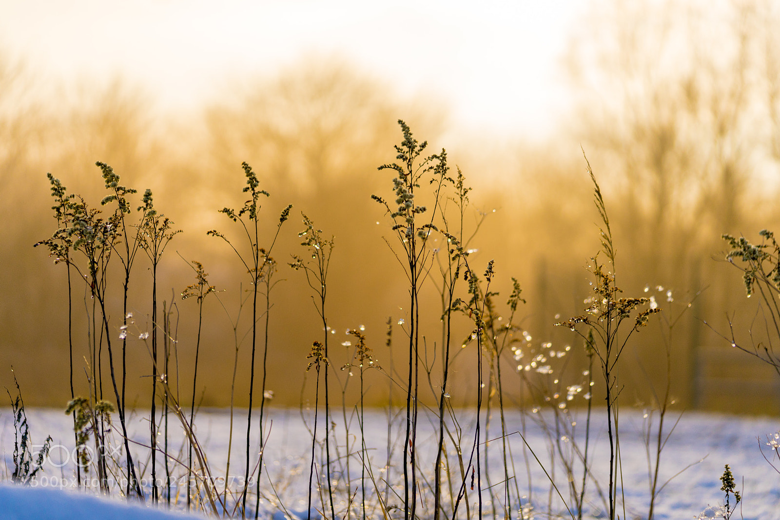 Sony a7 II sample photo. Winter sun 3 photography