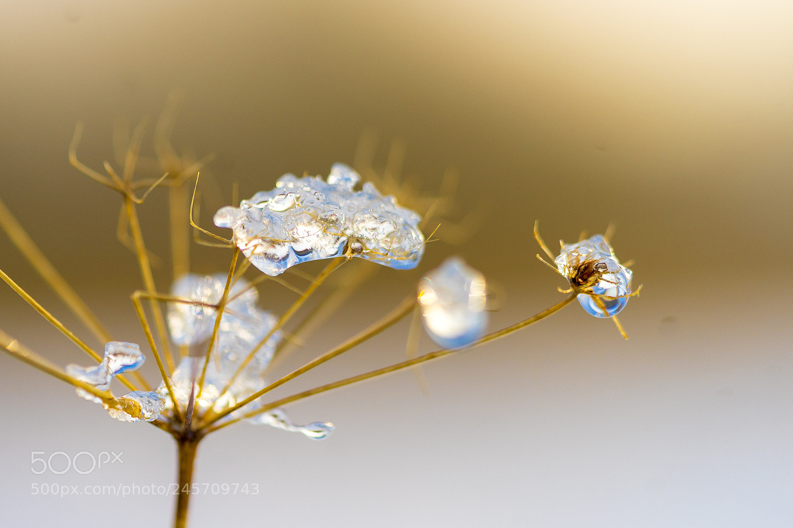 Sony a7 II sample photo. Winter sun 4 photography